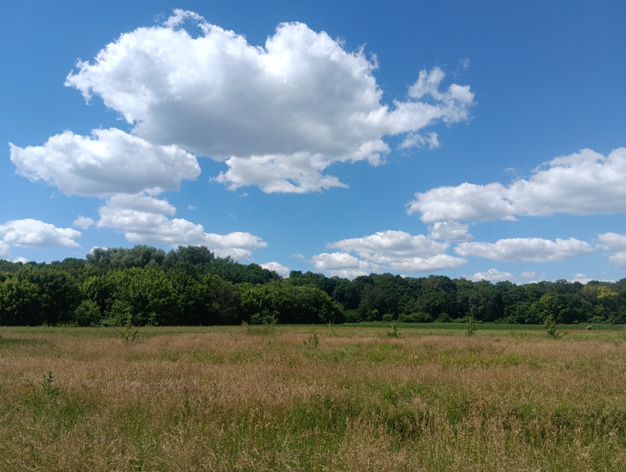An outdoor, medium shot captures a field of dry, tall grass in the foreground, stretching towards a dense line of green trees in the middle ground. The trees form a dark, horizontal band against the bright blue sky, which is dotted with large, fluffy white clouds. The overall impression is one of a rural or natural landscape on a sunny day. The scene is devoid of people or any visible human activity.