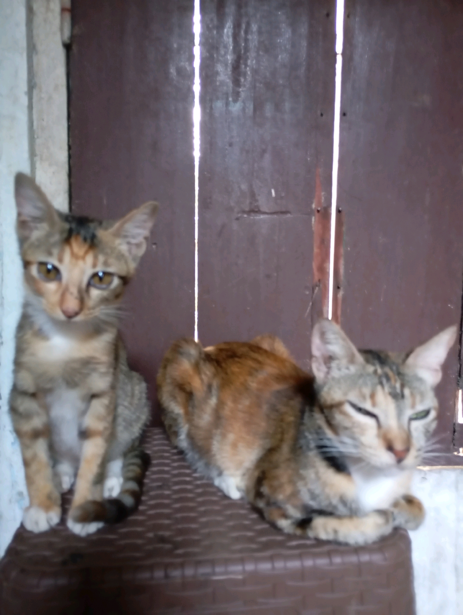 Two domestic cats are on a brown plastic seat in front of a brown door. The cat on the left is sitting upright, facing the camera, with its paws on the seat. Its fur is a mix of tan, black, and white. Its tail, which is striped black and brown, is curled around its right side. The cat on the right is lying down, facing the camera with its eyes closed. Its fur is a mix of orange, black, and white. The door behind them is brown with vertical white lines running down its center. A white wall is visible to the left of the door. The image was taken indoors.