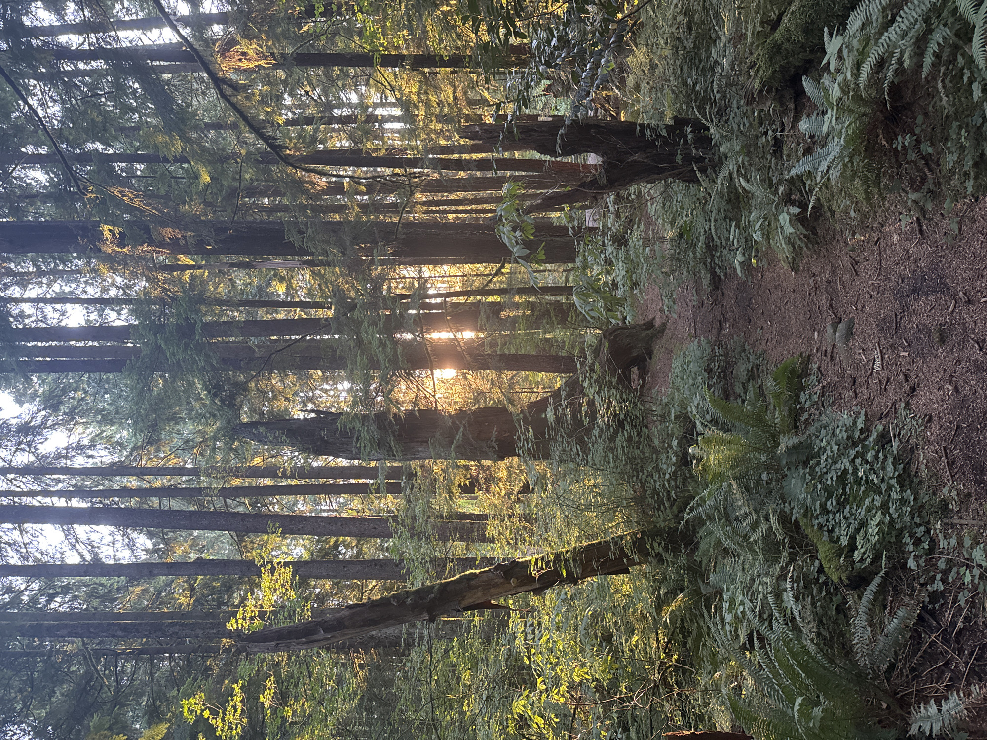 The image depicts a sun-dappled forest path within the city of Coquitlam, Canada. Towering evergreen trees create a dense canopy, with shafts of golden sunlight piercing through the foliage, illuminating the forest floor. The path, a narrow dirt trail, winds through lush undergrowth composed of ferns and various green plants. A large, weathered tree trunk stands prominently on the left side of the path, its bark rough and textured. On the right, more trees and dense vegetation line the trail, with fallen branches and moss-covered logs visible. The overall impression is one of a serene and natural environment, characteristic of a park or trail within a forested area.