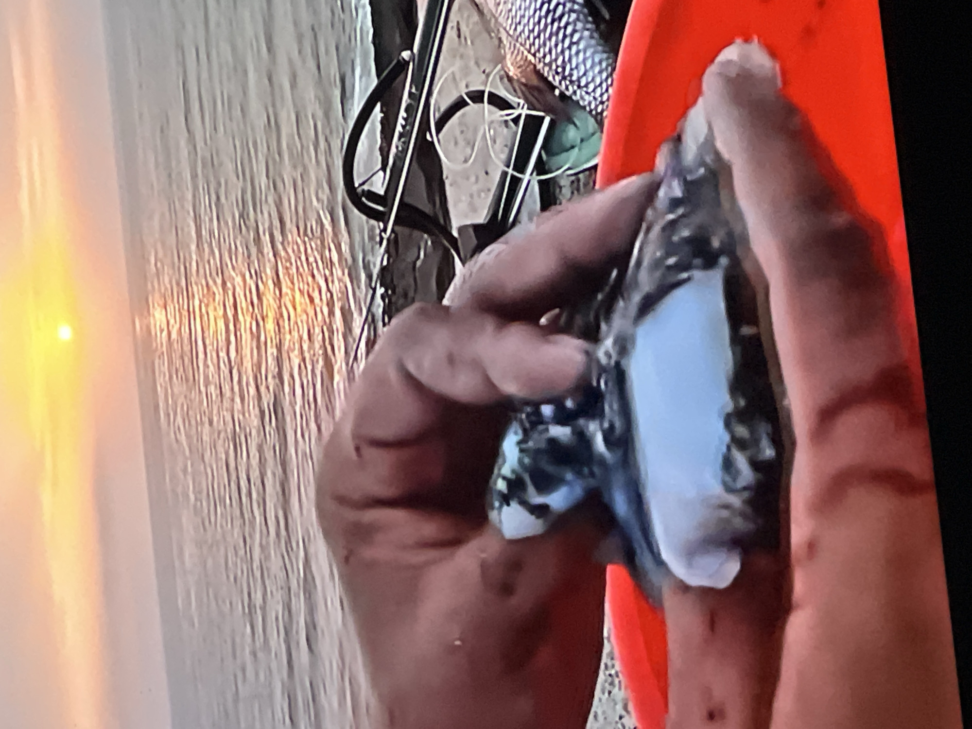 This image shows a close-up of a person's hands holding a small, dark, and possibly injured sea creature over an orange bucket. The background features a body of water, likely the Atlantic Ocean, with the sun setting on the horizon. The sun casts a warm glow on the water, creating a reflection. In the foreground, part of a fishing net and a harpoon are visible. The scene appears to be set on a rocky shoreline, possibly near Casablanca, Morocco, given the implied geographical context of the dataset. The person's hands show signs of dirt and possibly cuts, suggesting they have been engaged in fishing or handling marine life. The overall impression is one of a coastal activity, possibly involving spearfishing or netting, captured during sunset.
