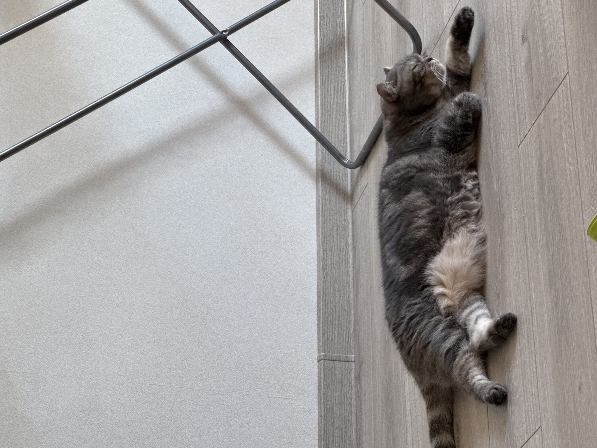 A grey tabby cat is lying on its side on a light-colored wooden floor. The cat is mostly facing to the right with its eyes closed. Its front paws are extended forward, and its back legs are bent. Behind the cat, there is a light grey wall with a subtle texture. A dark grey metal drying rack is partially visible in the upper right portion of the image, casting a shadow on the wall. The scene appears to be indoors, in a room with a skirting board running along the bottom of the wall. The floor has visible wood grain and appears to be made of laminate planks. The image does not provide any information that would allow for a determination of its location in Chaikovsky, Russia.