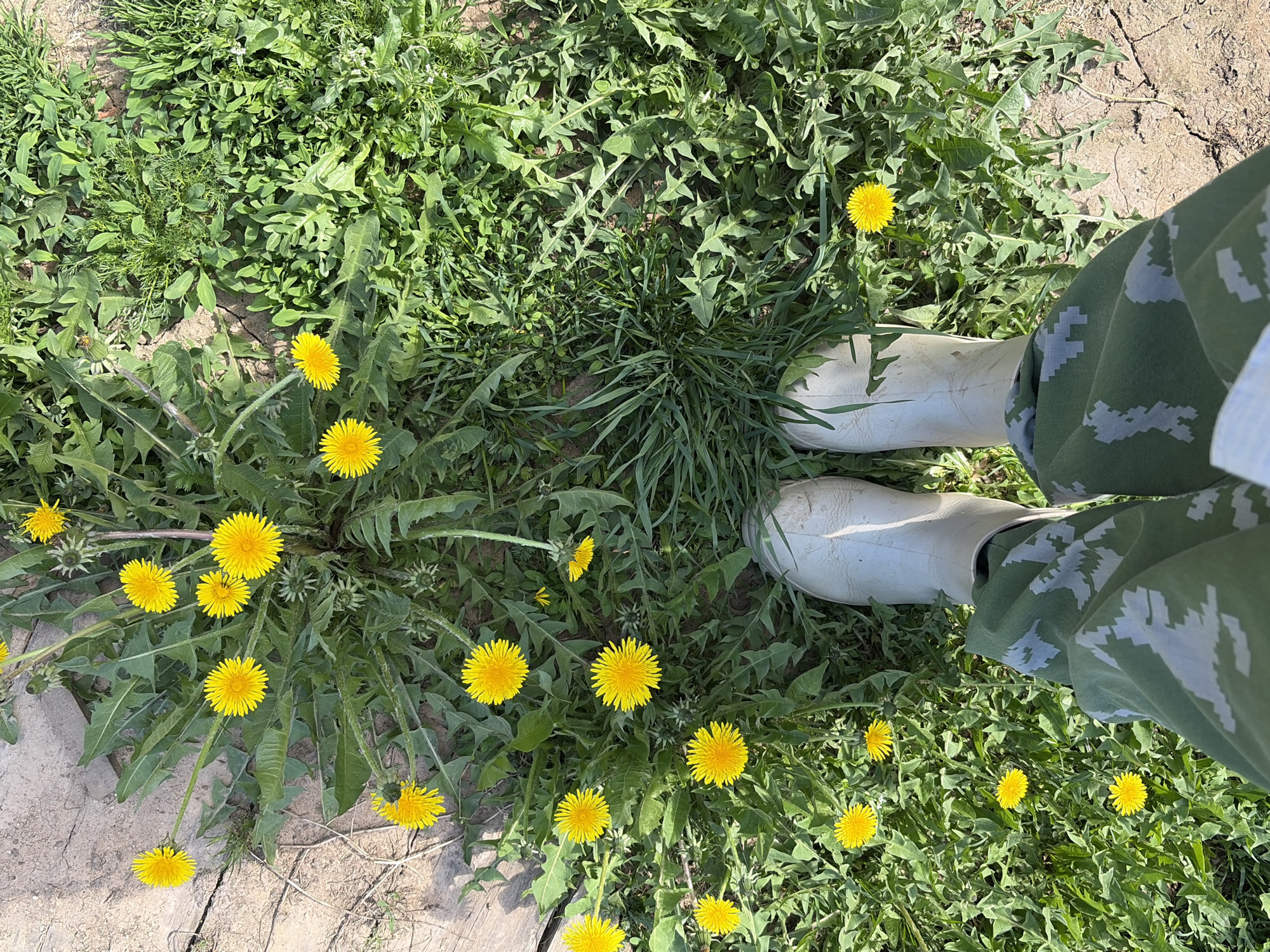 The image shows a ground-level view of an outdoor scene in what appears to be a field or yard. The ground is covered in a mix of grass, weeds, and dandelions in bloom. Several vibrant yellow dandelion flowers are scattered throughout the vegetation. A pair of light-colored rubber boots are visible, worn by someone standing amidst the dandelions and grass. The person is wearing camouflage pants. The boots and pants are oriented towards the upper right of the frame. Some patches of bare earth are visible on the left side of the image. The location is Кадряково, Russia.