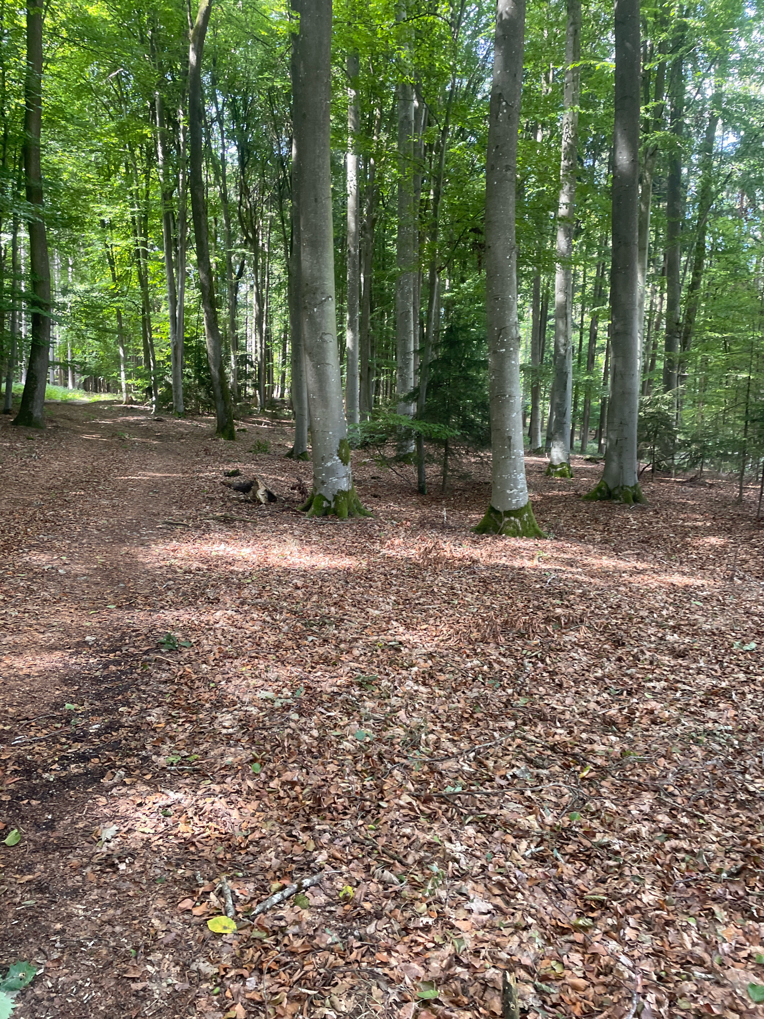 A sun-dappled forest floor covered in brown leaves and a dirt path winding into the distance. Tall, gray-barked trees with green foliage line the path, creating a dense canopy overhead. The scene is tranquil and natural.