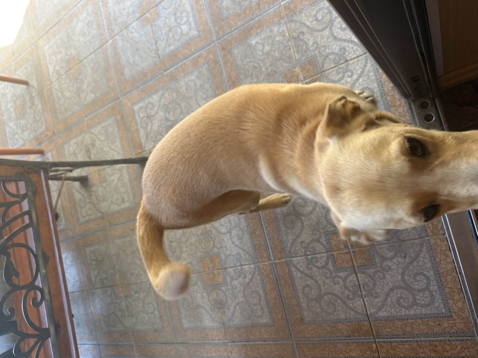 The image shows a light brown dog standing on a tiled floor, possibly outdoors or on a porch. The dog's head is in the foreground, looking towards the camera. Its body is facing away, with its tail curled upwards. In the background, a portion of a wooden bench with wrought iron detailing is visible. The tiles on the floor have a patterned design with orange and grey tones. The lighting suggests it is daytime. There is no indication of the city of Sochi, Russia, in this image.
