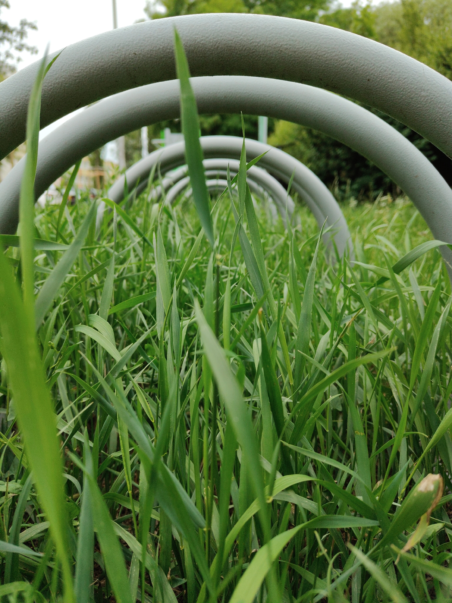 The image shows a low-angle, close-up view of green grass blades. Behind the grass, a series of concentric, gray, tubular arches recede into the background. The arches appear to be part of an outdoor structure, possibly a playground or a garden installation. The background beyond the arches is blurred, showing green foliage and hints of a sky. The lighting suggests an overcast or softly lit day. There are no people or animals visible in the frame.