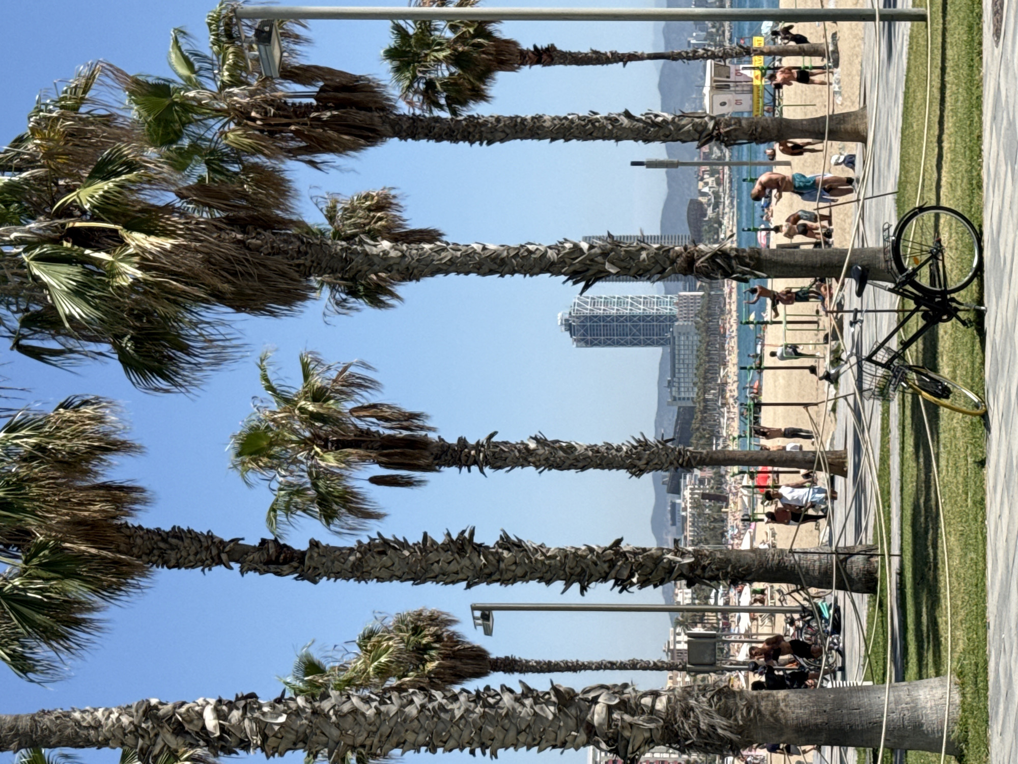 In Barcelona, Spain, a sunny day unfolds at Barceloneta Beach, with numerous palm trees lining the promenade in the foreground. A black bicycle with a yellow rim is parked on the paved walkway, separated from the sandy beach by a rope barrier. The beach is populated with many people, some sunbathing on towels, while others engage in activities on outdoor exercise equipment. In the background, the Mediterranean Sea is visible, and the city skyline features several buildings, including a distinctive tall, modern skyscraper with a patterned facade. Lifeguard stations are present on the beach.