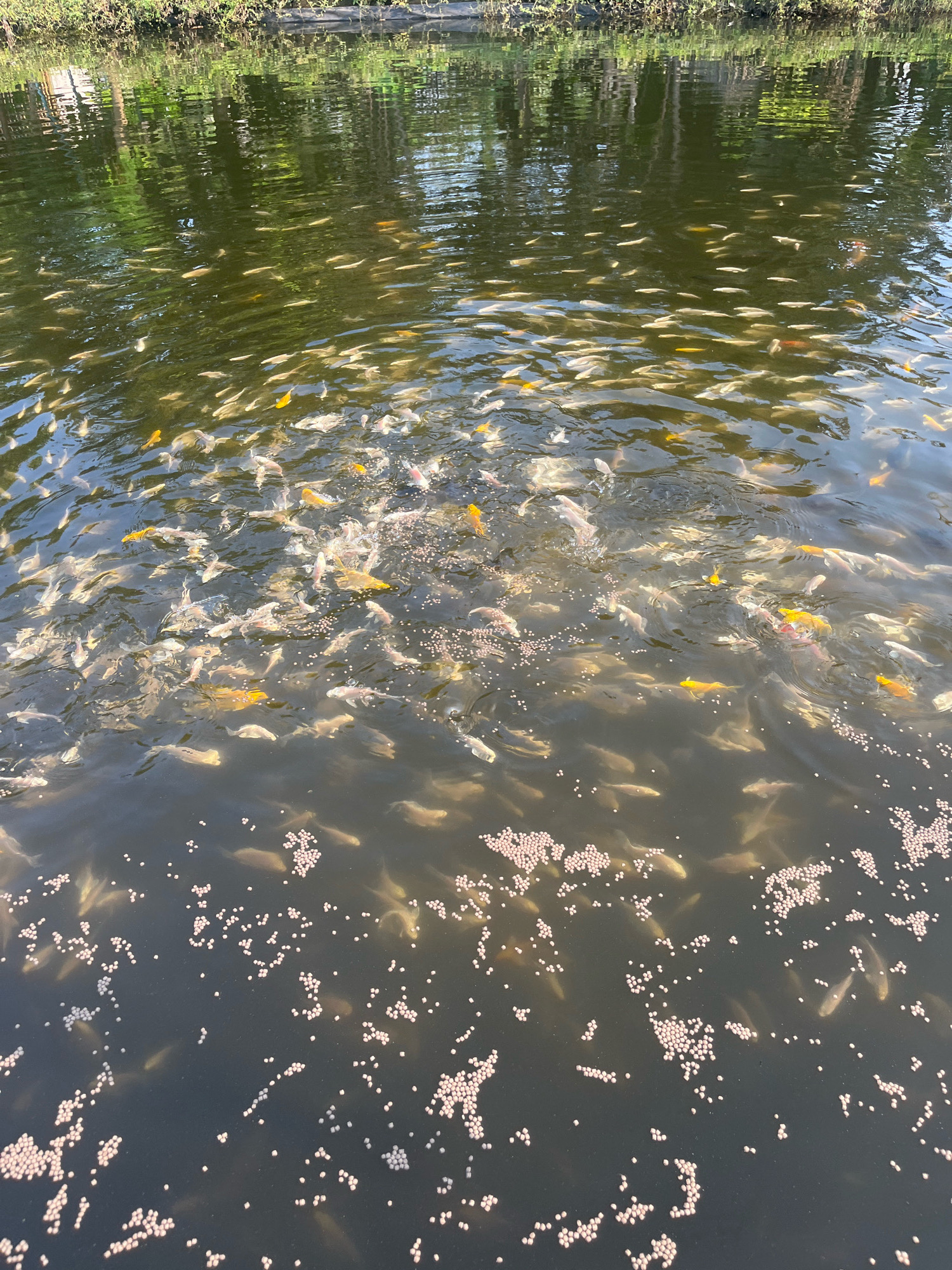 A school of koi fish are swimming in a murky pond. The pond is surrounded by greenery and reflects the trees and sky above. Several clusters of fish food pellets are scattered on the surface of the water. The scene is likely located in a public park or garden in Bendiljati Wetan, Indonesia, where such ponds are common.