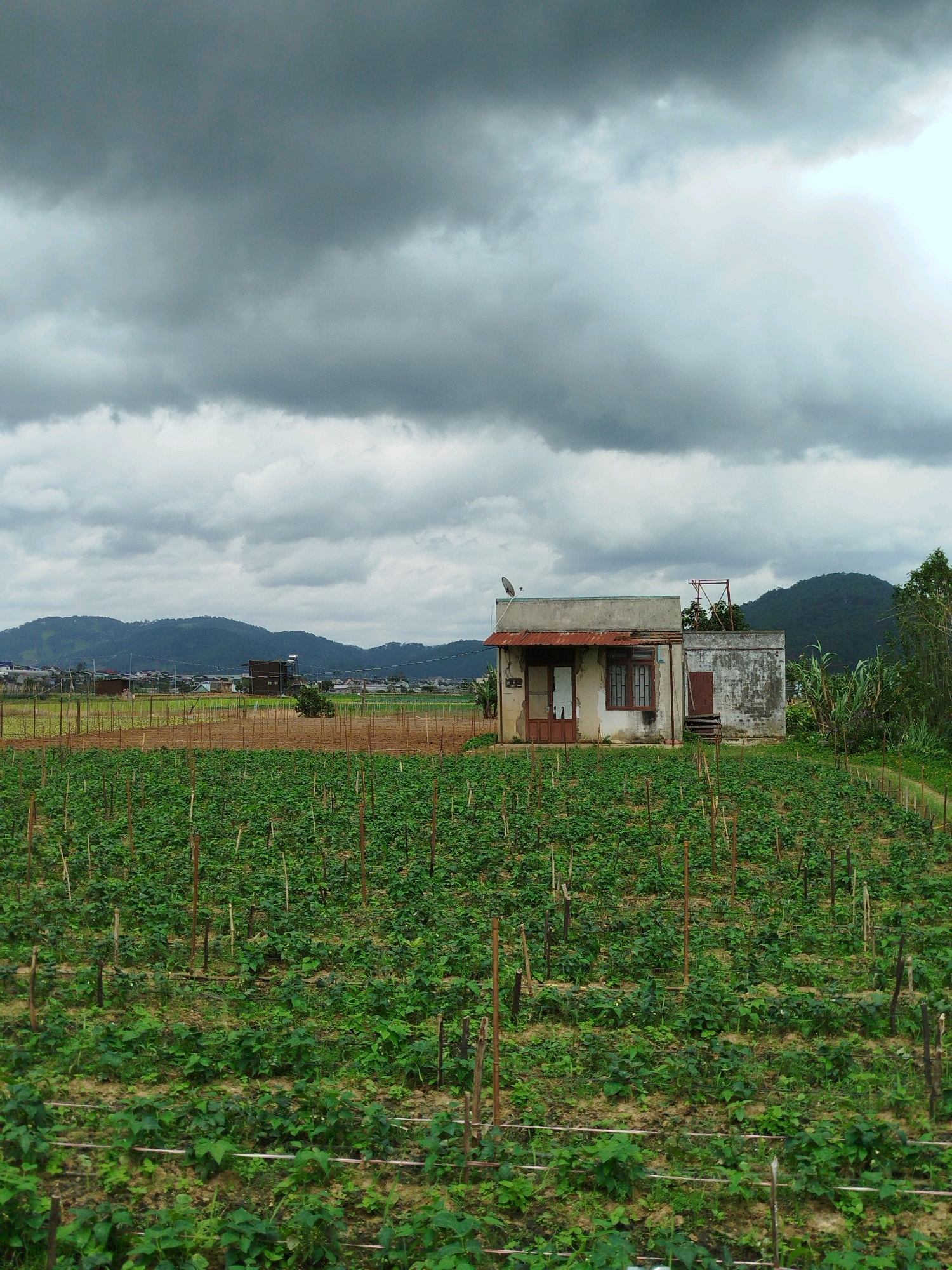 In K'Long, Vietnam, a weathered, single-story house stands amidst a verdant agricultural landscape. The house, appearing to be constructed of concrete, has a faded exterior with a rusted corrugated metal awning over its entrance. A satellite dish is mounted on the roof, and a small, adjacent structure shows signs of decay. The foreground is dominated by rows of low-lying green plants, supported by wooden stakes, suggesting a cultivated field. In the background, a small town with scattered buildings nestles at the base of rolling, tree-covered hills. The sky above is overcast with heavy, gray clouds, contributing to a somber atmosphere. The overall scene depicts a rural dwelling and its surrounding farmland under a dramatic sky.