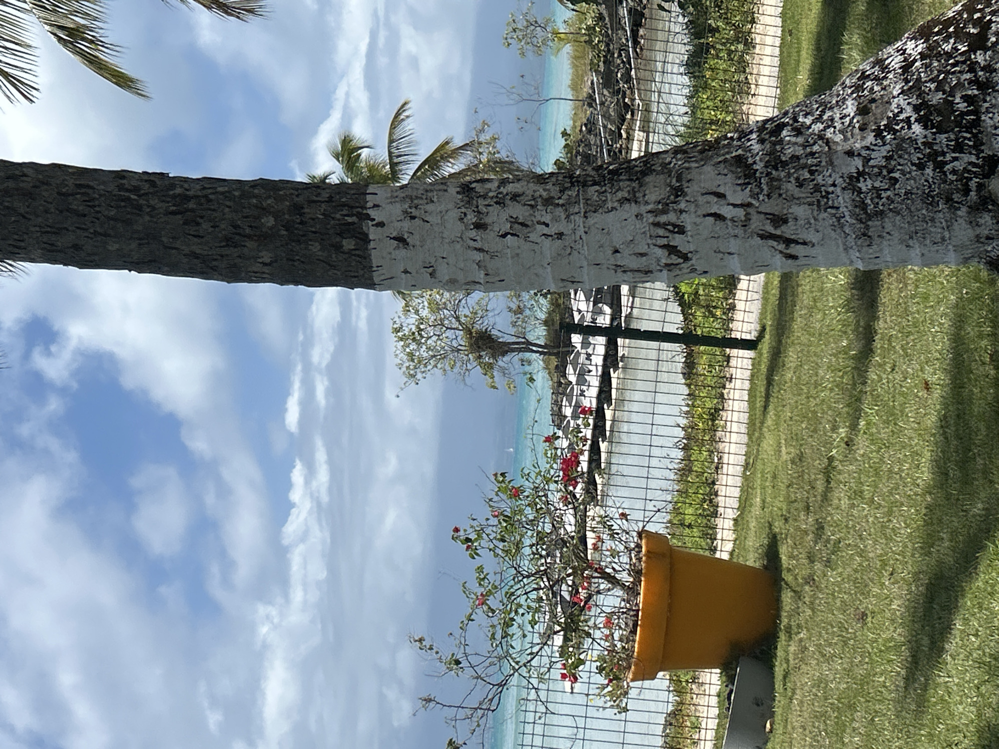 A partially obstructed view of a tropical shoreline, captured in an outdoor daytime shot. A mature palm tree, with its trunk painted white near the middle, stands prominently in the foreground, extending from the upper left to the middle right. The camera angle is such that the trunk appears horizontal. Behind the tree, the light-blue ocean meets the sky. A row of boats, possibly parked, are visible in the middle ground, separated from the foreground by a metallic fence.
A large orange pot with a plant sits near the fence, in front of lush green grass. The weather is overcast.