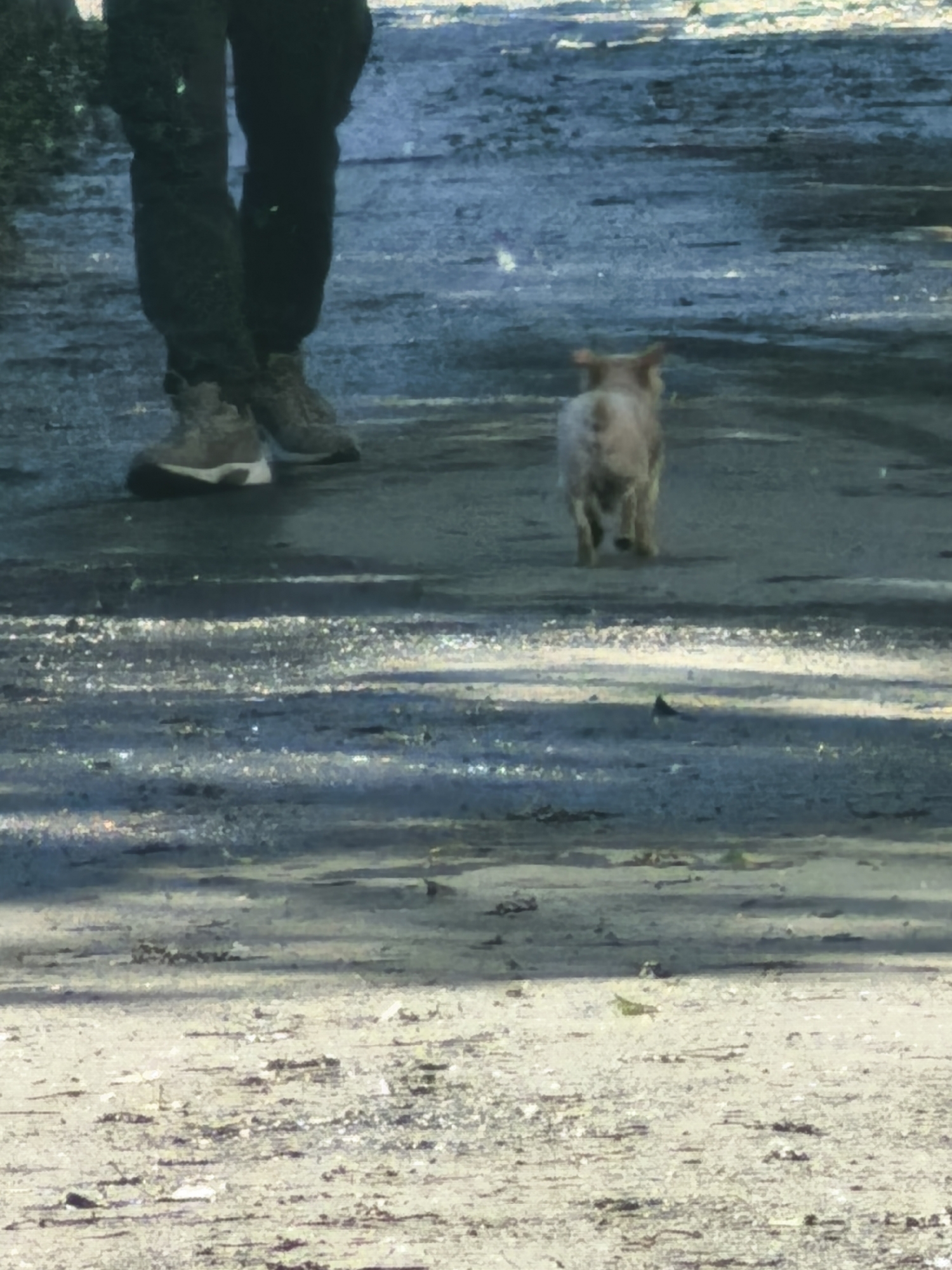 A person stands in the foreground, their legs and feet visible. They are wearing dark, loose-fitting pants and hiking boots. The boots are a combination of brown, tan, and white. To the right of the person and slightly further back, a small, light-colored animal, possibly a dog or piglet, is walking away from the camera. The animal has a short tail and erect ears. The ground is a dirt or gravel path, appearing somewhat wet or reflective in places, with patches of sunlight and shadow. The overall scene suggests an outdoor setting, possibly a trail or unpaved road, during daylight hours. The image has a somewhat grainy or textured appearance. There is no visible text.