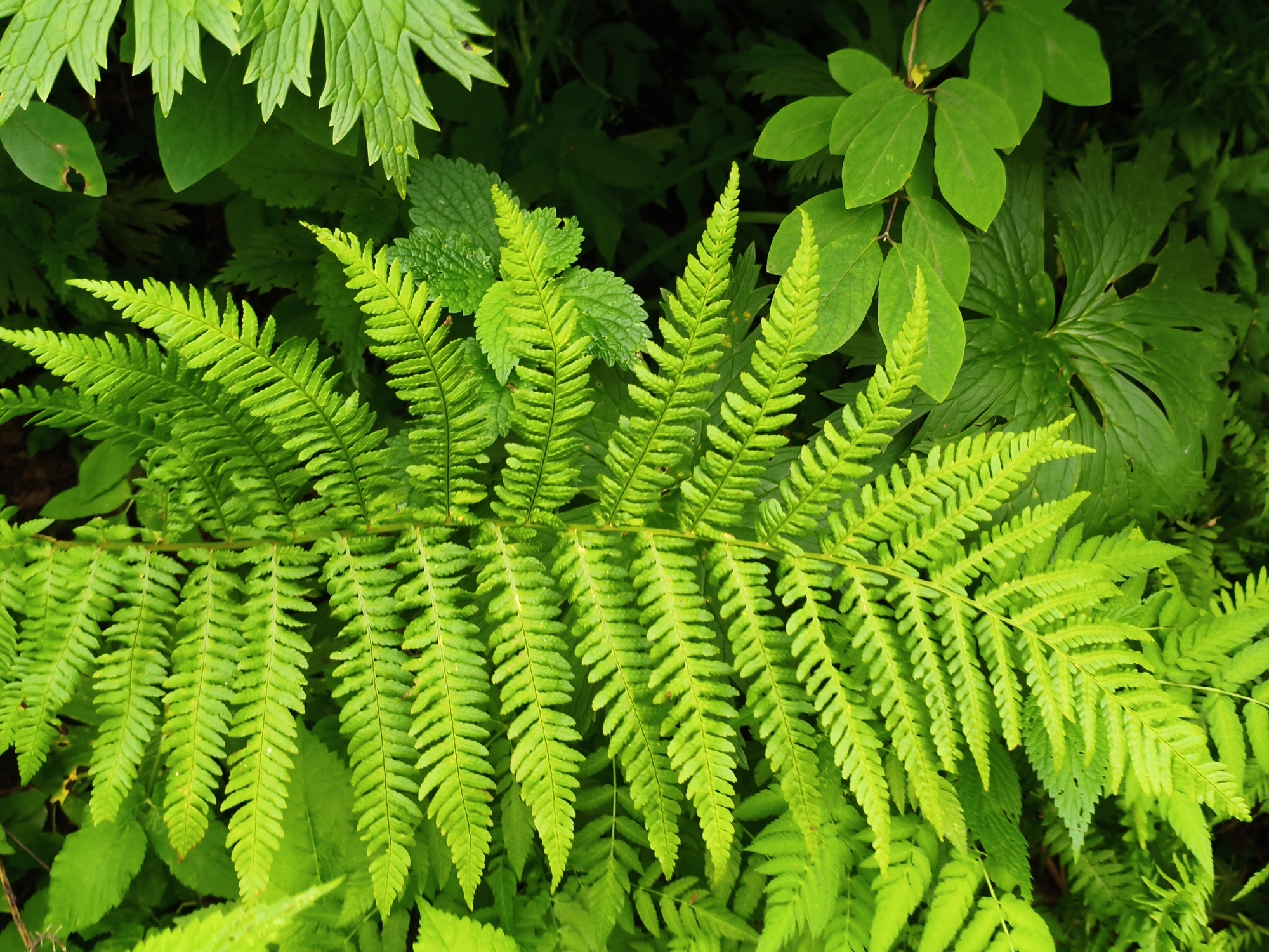 The image is a close-up, overhead shot of vibrant green ferns and other foliage. The primary subject is a large fern frond stretching across the center of the frame, with its delicate, serrated leaflets fanning out. The surrounding plants are a lush green, creating a dense, natural environment. The lighting suggests it is daytime, with dappled light illuminating some of the leaves and casting shadows in the background. There are no people, animals, or man-made objects visible. The image appears to have been taken in a forest or garden setting. There is no information in the image to suggest it is located in Gusyra, Russia, or any specific city.