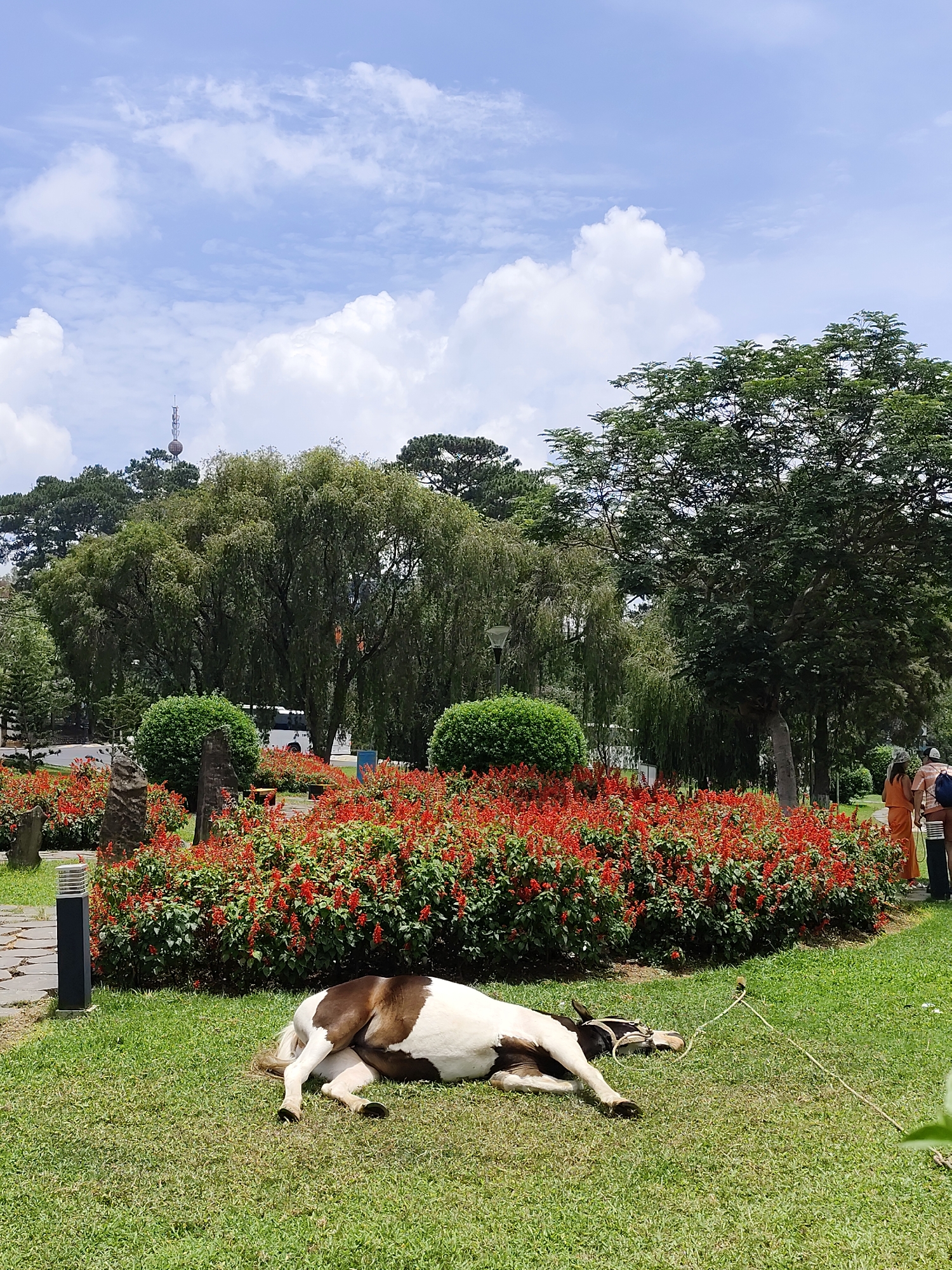 A horizontal, medium shot depicts a paint pony lying on green grass in Da Lat, Vietnam on a sunny day with some clouds. The pony is laying on its side with its head toward the bottom right corner of the frame. A thin rope is tied to the pony's halter and is extended in the grass to the right of the pony. A large flower bed filled with red flowers is directly behind the pony. A sidewalk made of light-gray stone with irregularly-shaped segments is located to the left of the flower bed. Tall, green trees are behind the flower bed, obscuring the background with green foliage and branches. Two people are partially visible at the far right edge of the frame. They are wearing tan and orange clothing and are facing the flower bed and pony. A tall black light pole is to the left of the pony and the flower bed.