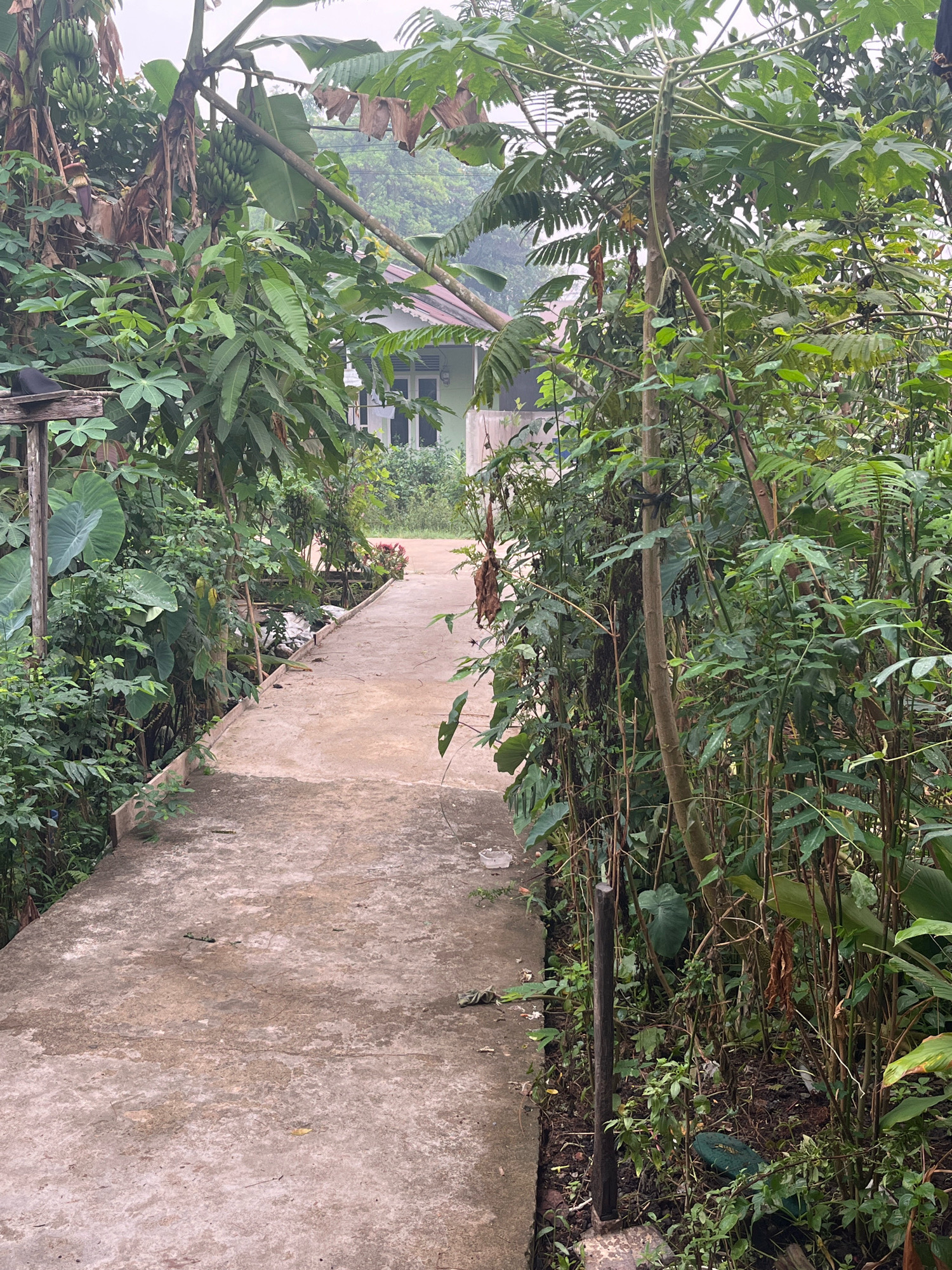 The image shows a concrete pathway in a lush, overgrown garden in Meliau Hulu, Indonesia. The pathway curves gently into the distance, bordered on both sides by dense green foliage. Banana trees with visible bunches of bananas and large-leafed plants are prominent on the left, while various trees and smaller plants with delicate leaves fill the right side. In the background, a light-colored building with a red-tiled roof is partially visible through the trees, suggesting a residential area. The sky is overcast, casting a diffused light over the scene. The overall impression is one of a verdant, semi-wild natural environment adjacent to human habitation.
