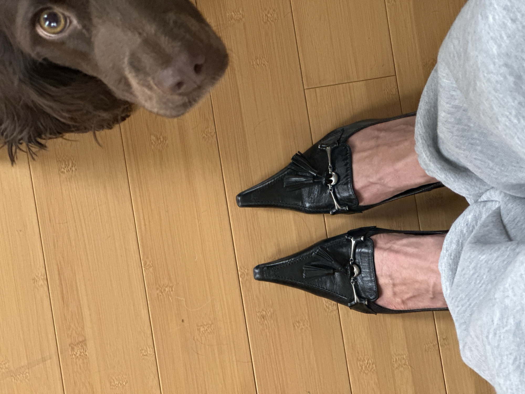 The image depicts an indoor scene on a light-colored wooden floor, likely bamboo, in a residence located in Tunbridge Wells, United Kingdom. A person's lower legs and feet are positioned centrally. The individual wears light grey casual trousers, which are bunched around the ankles. Two black, pointed-toe slip-on shoes, each adorned with a metallic horse-bit detail and black leather tassels, are present on the feet. Visible skin on the feet and ankles displays prominent vascularity. In the upper right quadrant of the frame, the head of a dark brown dog is partially visible at floor level. The dog possesses dark brown fur, a dark nose, and one amber-colored eye with a dark pupil, which is directed towards the person's footwear. The dog appears to be observing the shoes.
