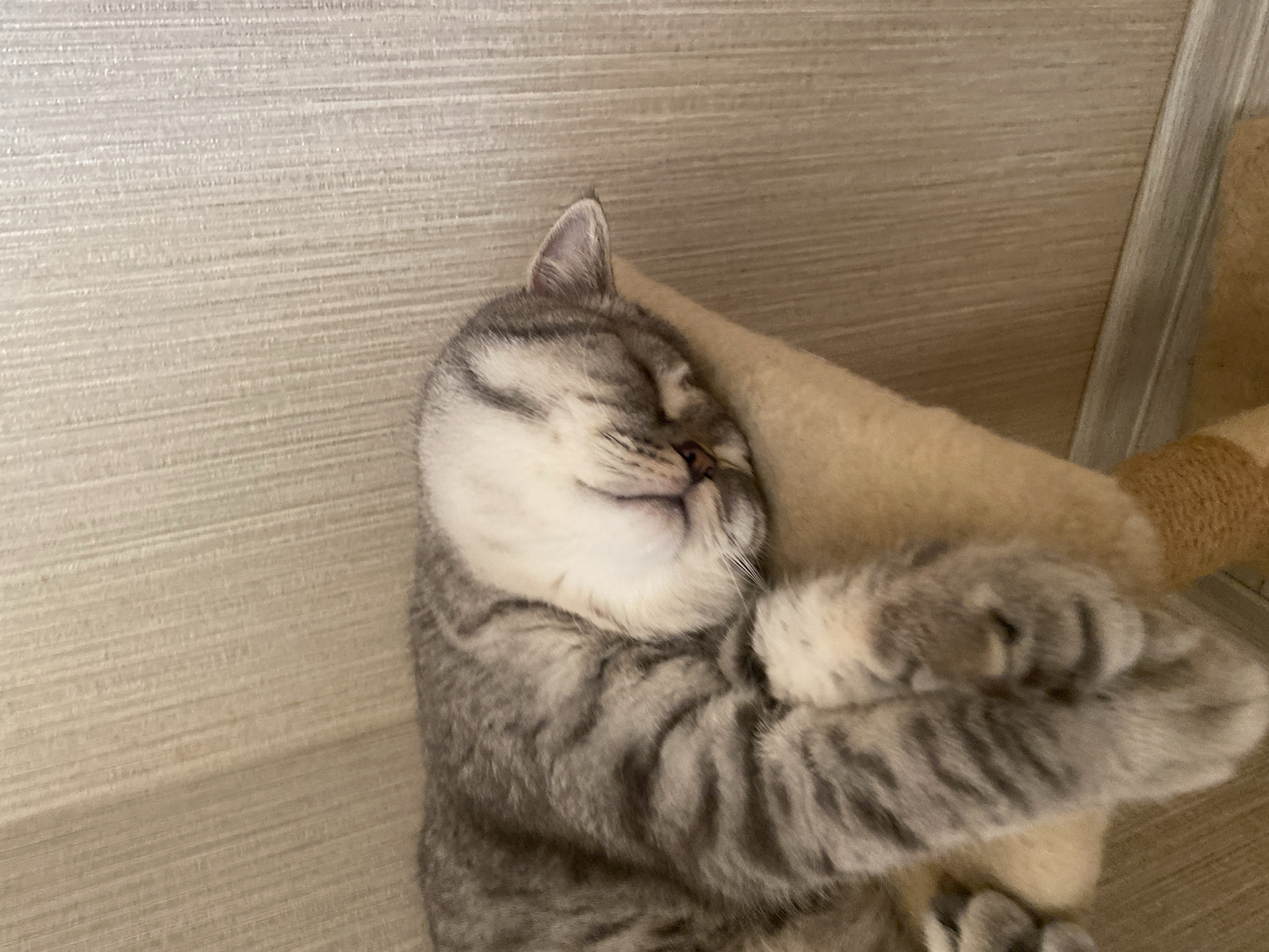 A grey and white tabby cat is sleeping on a beige cat tree. The cat is lying on its side with its head tucked in. The cat tree is next to a wall with vertical textured wallpaper. The background is an indoor environment. The location is not specified in the image.