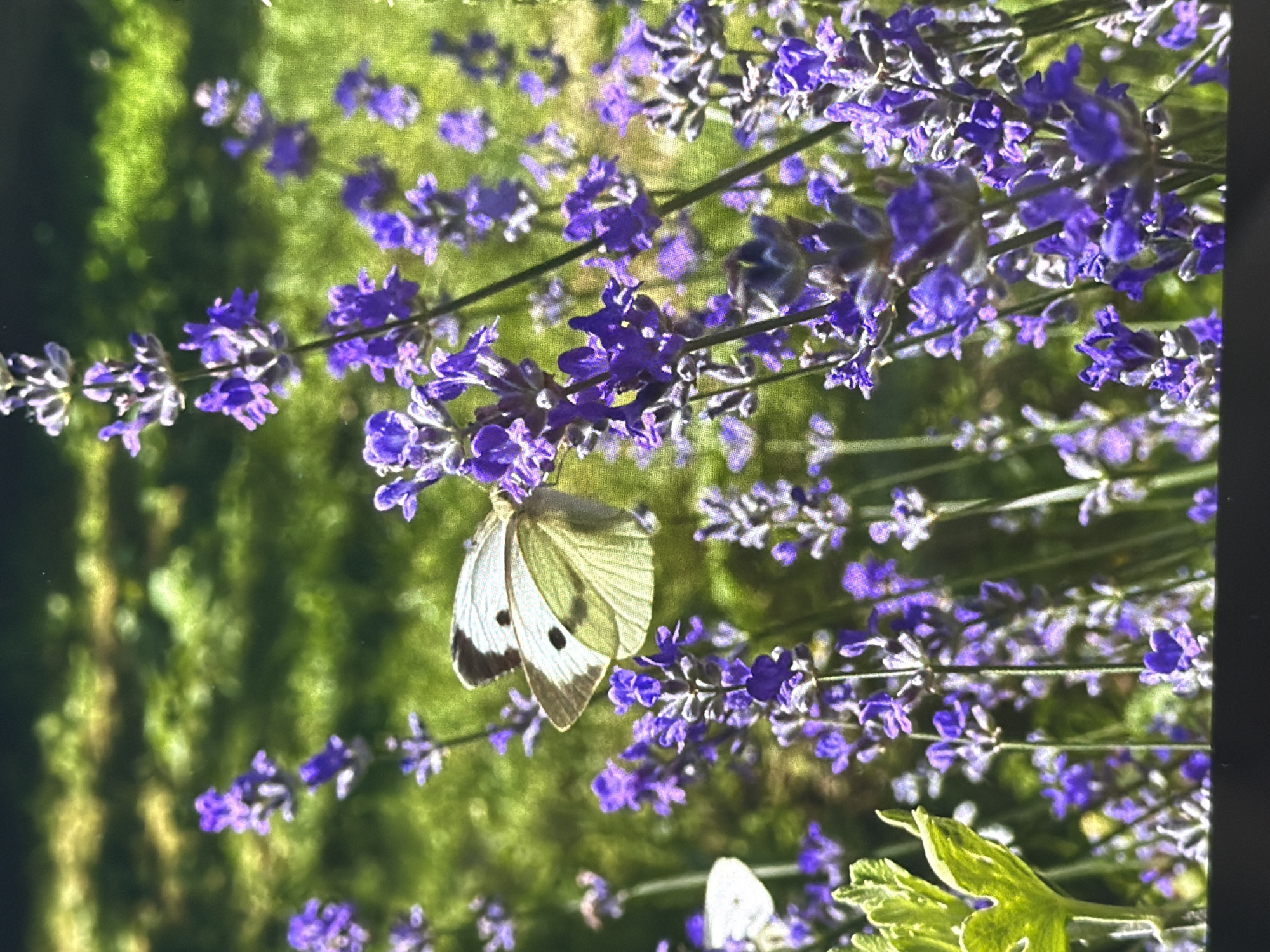 A white butterfly with black markings is perched on a stalk of purple lavender. The lavender is in bloom, with many purple flowers clustered together. The background is a blur of green foliage and sunlight, suggesting an outdoor setting. There is another white butterfly partially visible to the left of the main subject. The scene is likely in a garden or park. This image was taken in Oryahovo, Bulgaria.