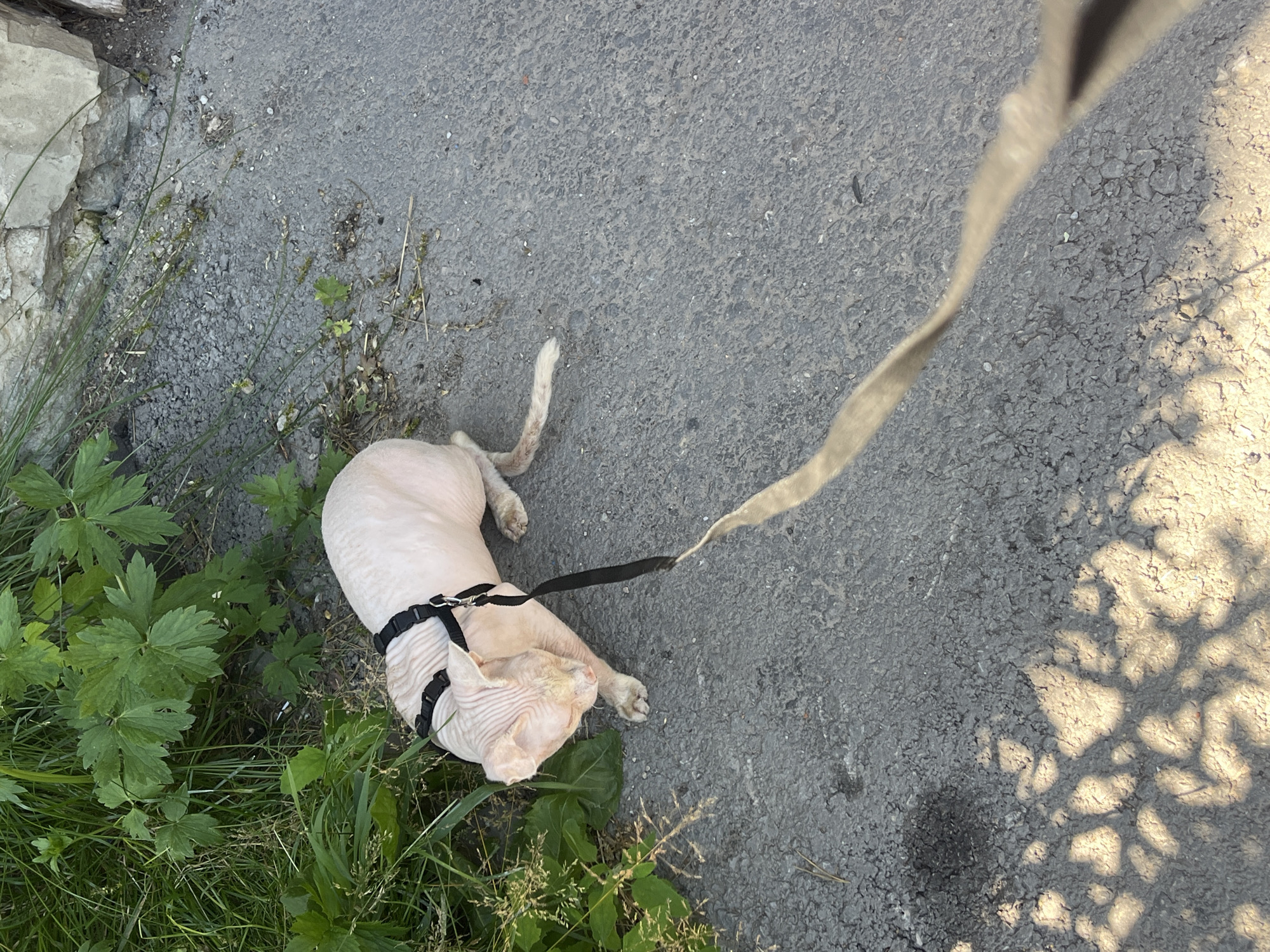 A bald cat, likely a Sphynx breed, is lying on its side on an asphalt surface. The cat is wearing a black harness with a leash attached, which extends out of the frame. The cat appears relaxed, with its head resting on its paws and its eyes closed, suggesting it may be sleeping or resting. The surrounding area includes green foliage, some dry grass, and a stone wall on the left side of the frame. Sunlight is casting dappled shadows on the asphalt, indicating it is daytime. The overall scene suggests an outdoor setting, possibly a garden or a pathway. No text is visible in the image.