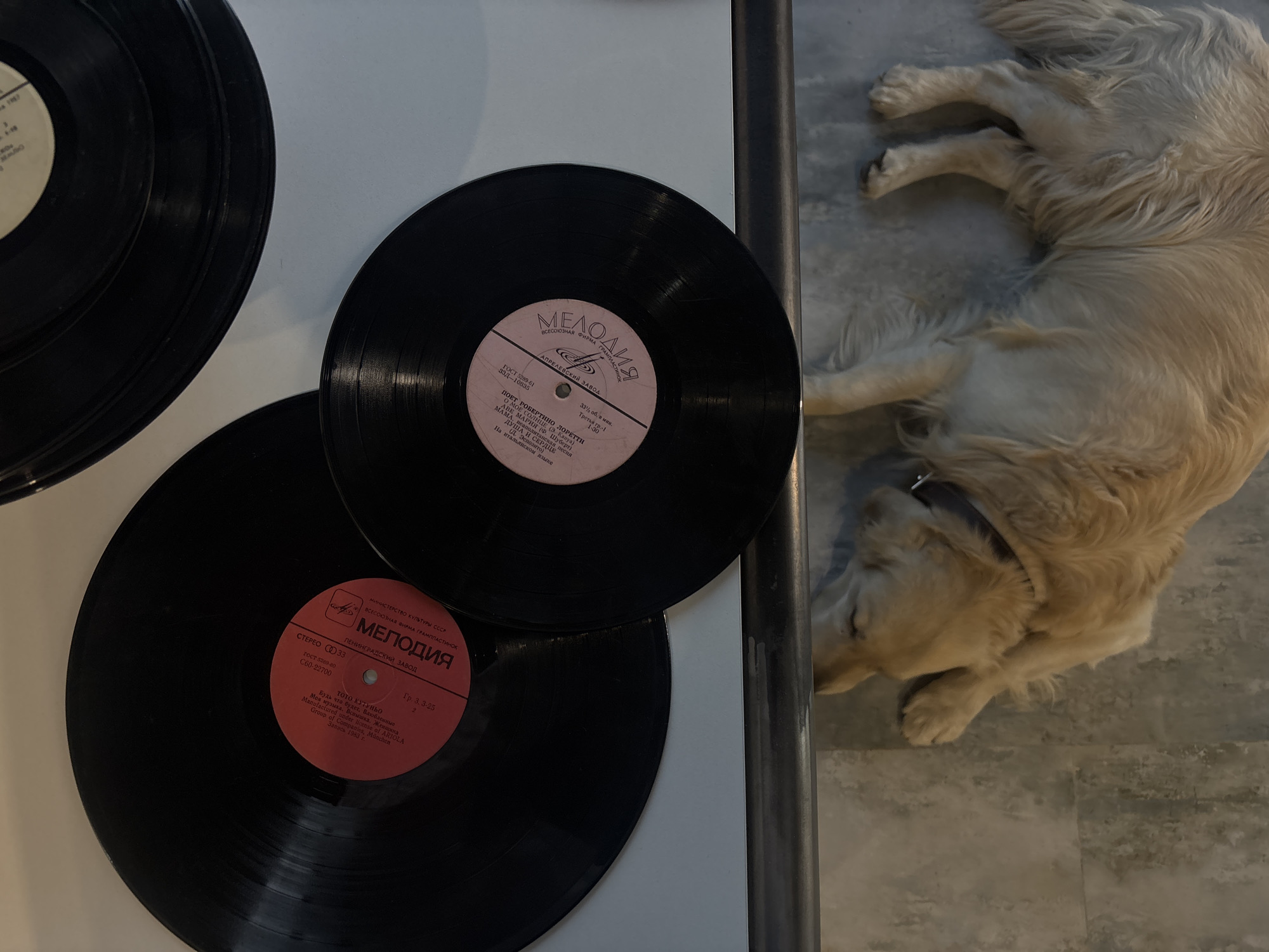 The image shows a golden retriever dog lying on a gray floor next to a shelf or surface that holds three vinyl records. The records are black and have labels with text in Russian, including the word "Melodia." The dog appears to be resting or sleeping. The environment is indoors and the lighting is soft. There is no indication of the location being in Yerevan, Armenia or any other specific location.