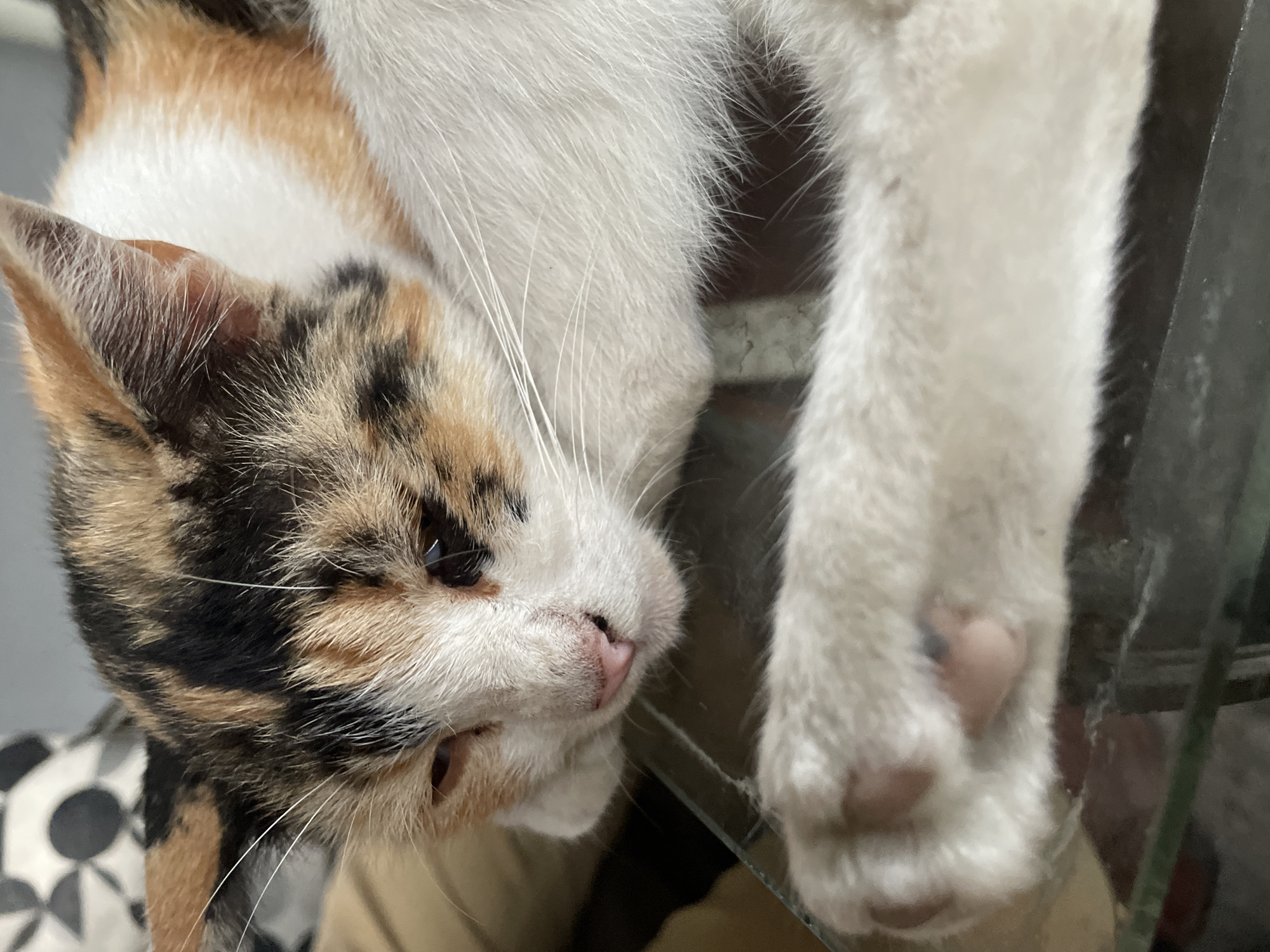 The image shows a close-up of a calico cat sleeping. The cat's head is resting on its paws, and its eyes are closed. The cat's fur is a mix of white, orange, and black patches. The cat's paws are white and fluffy, with pink paw pads visible. The cat is lying on a dark, reflective surface that appears to be glass, possibly a table. The background is blurred, but it seems to be an indoor setting with soft furnishings. There is no indication of Borobudur, Indonesia, in the image.