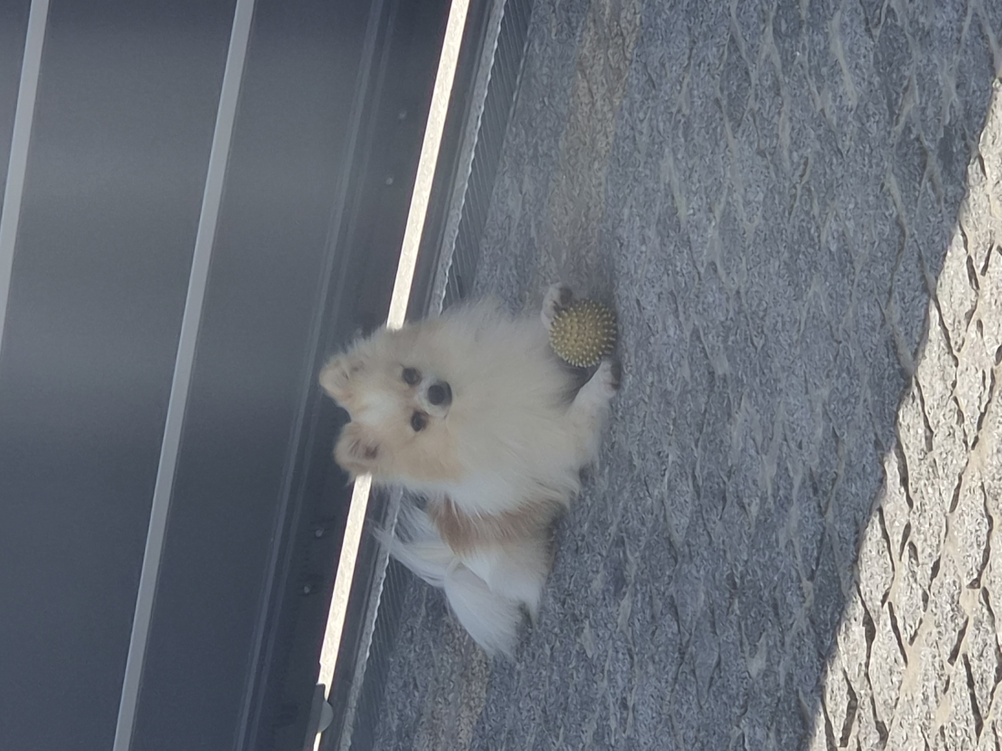 A small, fluffy dog with cream and tan fur lies on a cobblestone patio in front of a dark metal fence. The dog is facing forward, with its tail curled to its left. Its left paw rests on a small, yellow, textured ball. The dog's ears are perked, and its eyes are looking towards the camera. Sunlight casts shadows on the patio.