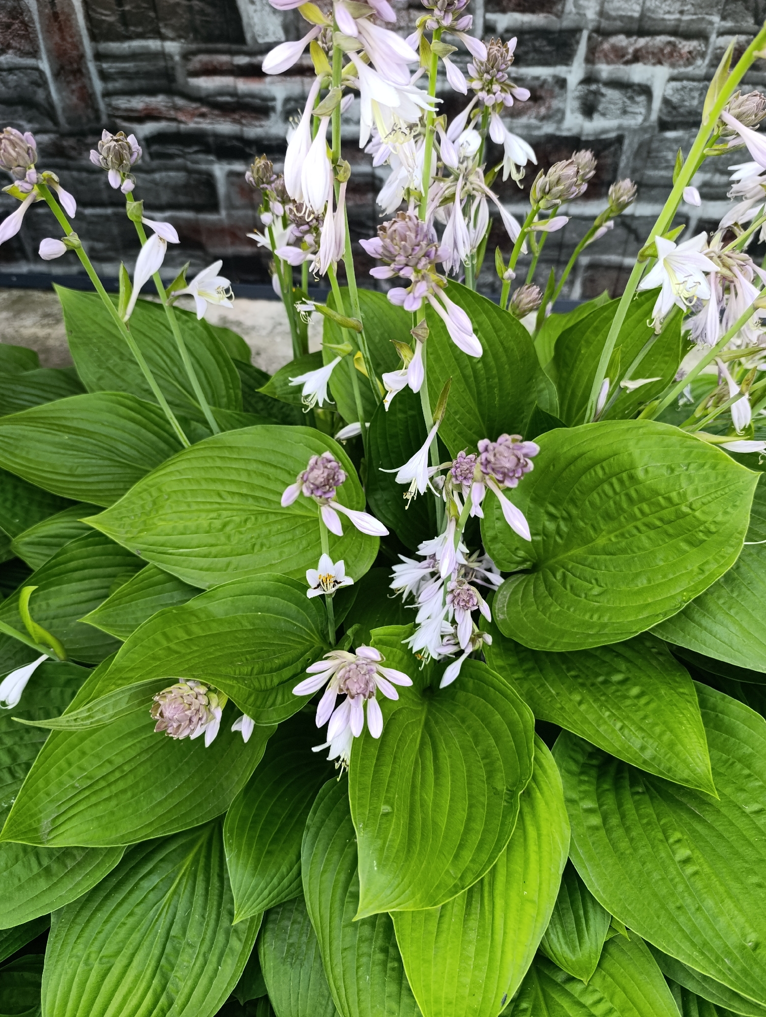 The image is a close-up, eye-level shot of a hosta plant with pale purple and white bell-shaped flowers and large, vibrant green leaves. The leaves have prominent veins and are slightly wet, suggesting recent rain or watering. The background consists of a dark, textured brick wall. There are no people or animals visible in the image. The scene depicts a garden setting.
