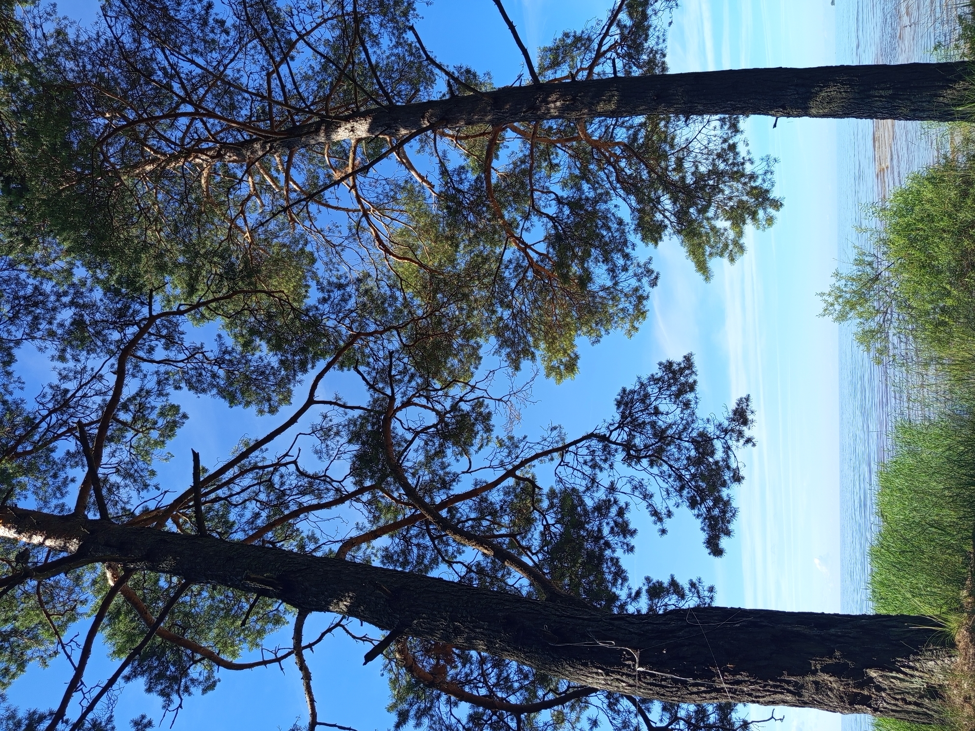 The image depicts a low-angle view looking up at tall pine trees against a bright blue sky with wispy clouds. The trees have dark, textured bark and sparse, needle-like foliage. Branches spread out, creating a silhouette against the sky and obscuring parts of the view. In the background, a body of water, likely a lake or sea, is visible, with gentle waves and a horizon line. To the right of the water, lush green reeds or tall grass grow along the shoreline. The scene appears to be set in a natural, outdoor environment, possibly a forest bordering a body of water, in Podborov'e, Russia. The lighting suggests it is daytime, with the sun filtering through the branches. There is no text visible in the image. The overall mood is serene and natural, with a focus on the interplay between the trees, sky, and water.