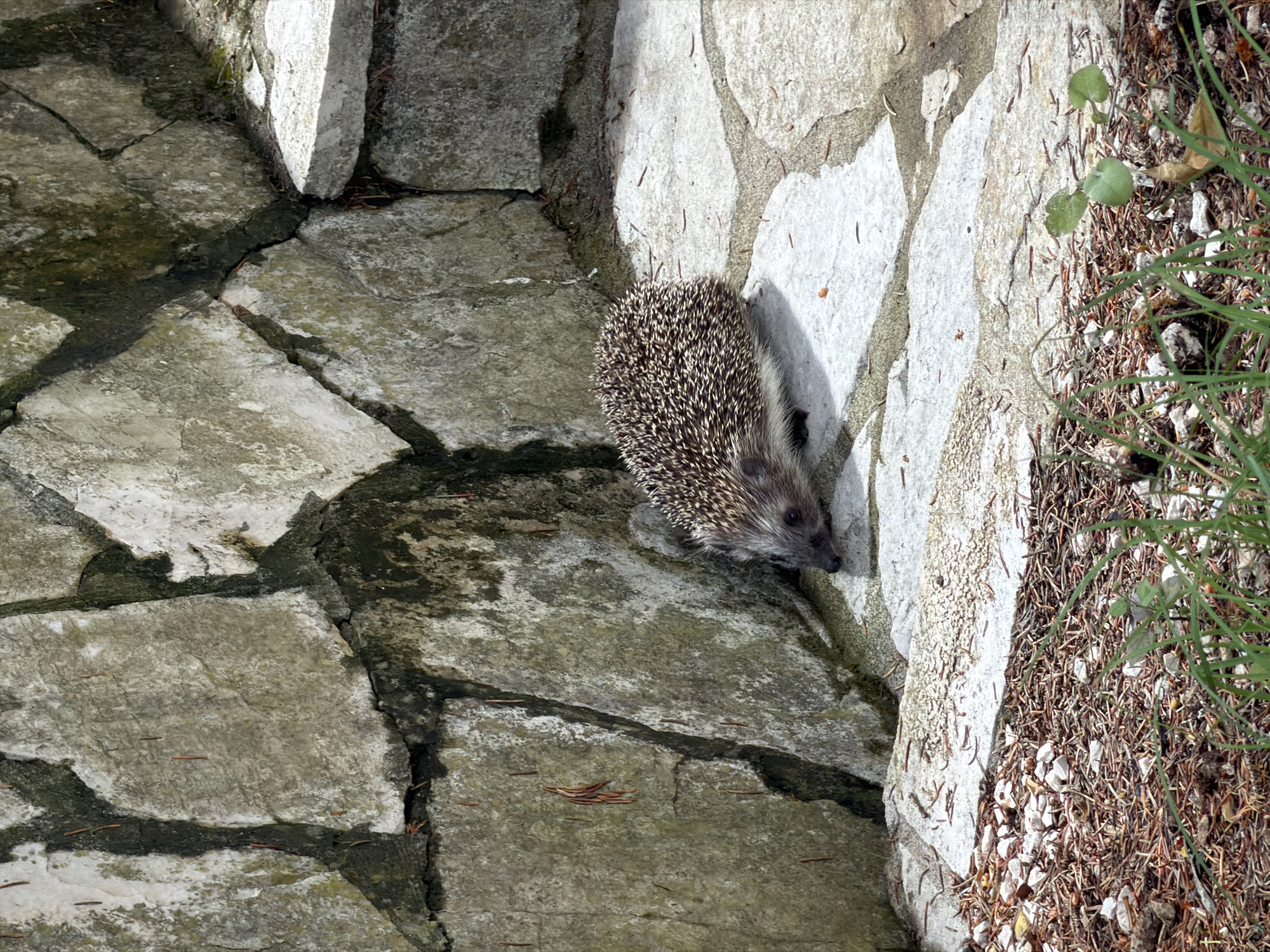Captured in Gošići, Montenegro, the image presents a hedgehog positioned between rough stone surfaces. The animal is nestled between a light-colored stone pathway and a darker, mossy stone wall. To the right, vegetation consisting of grass and small plants grows from a bed of pine needles.