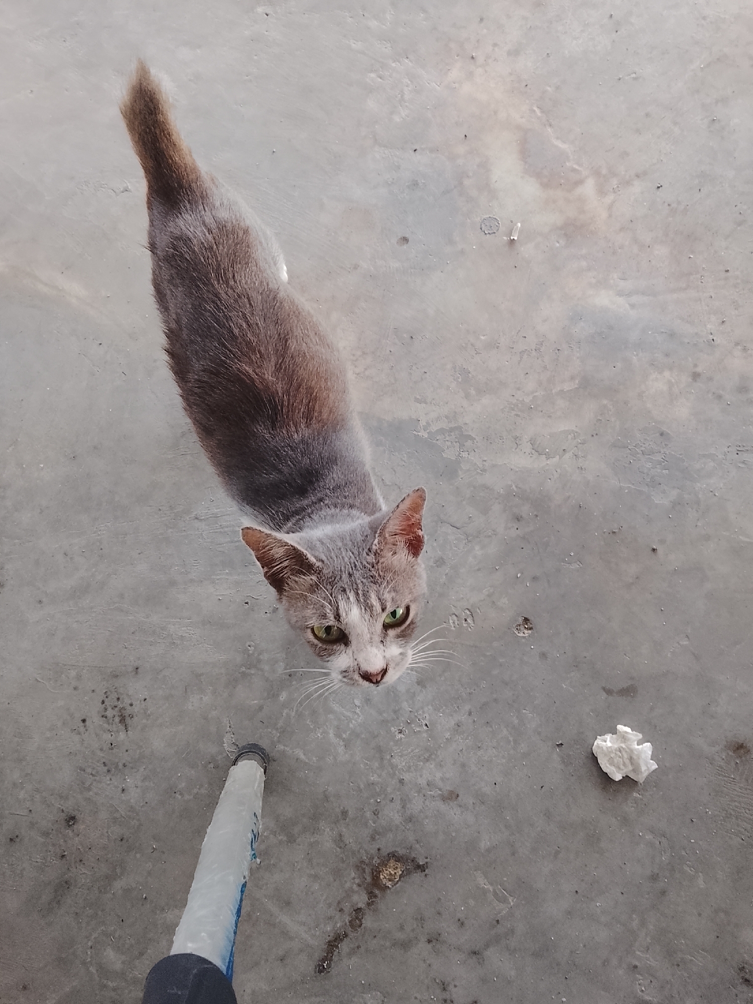 A gray and brown cat is looking up at the camera in Lhokseumawe, Indonesia. The cat is standing on a gray concrete surface. Part of a white and blue object is in the lower left corner, and a crumpled white object is to the right of the cat. The background is a worn concrete surface.