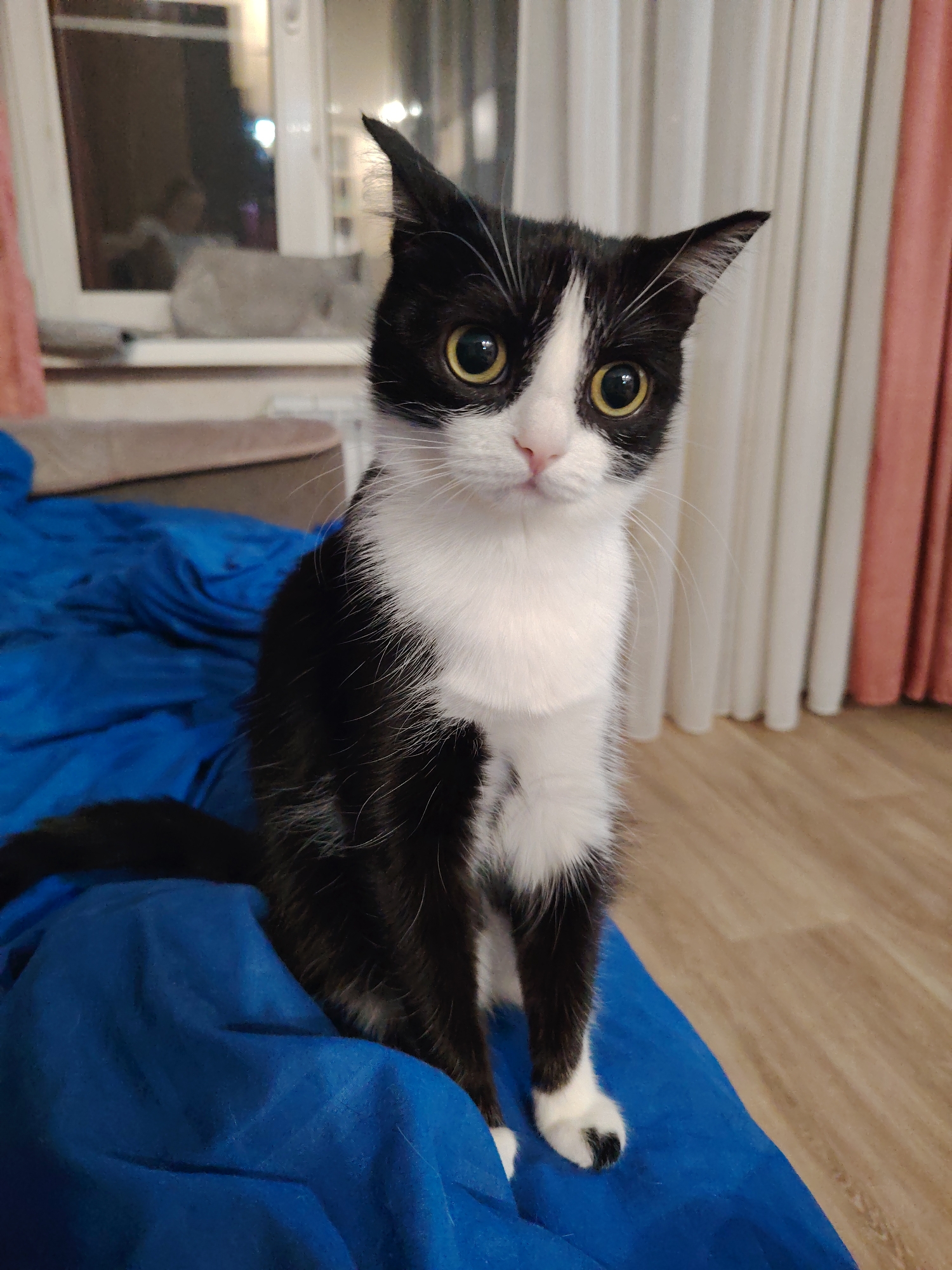 A black and white tuxedo cat with large, yellow eyes sits on a bright blue surface. The cat has a small, pink nose and its ears are slightly tilted upward. A black tail is visible on the left side of the frame. The background includes a window with light coming through, white and pink curtains, and a wood floor. The location is an indoor space, possibly a residence.