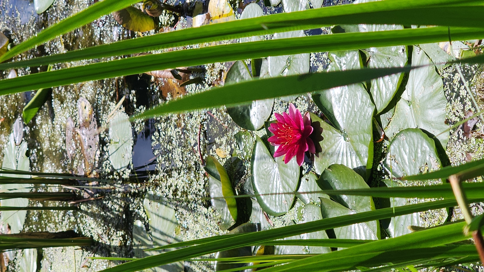 This is a close-up, vertical shot of a pond with lily pads and a single vibrant pink water lily in the center. The water is partially obscured by the lily pads and a green, fuzzy algae. Tall green reeds frame the scene, some in sharp focus and others blurred. The sunlight casts dappled shadows on the water. The location is not specified in the image or the prompt.