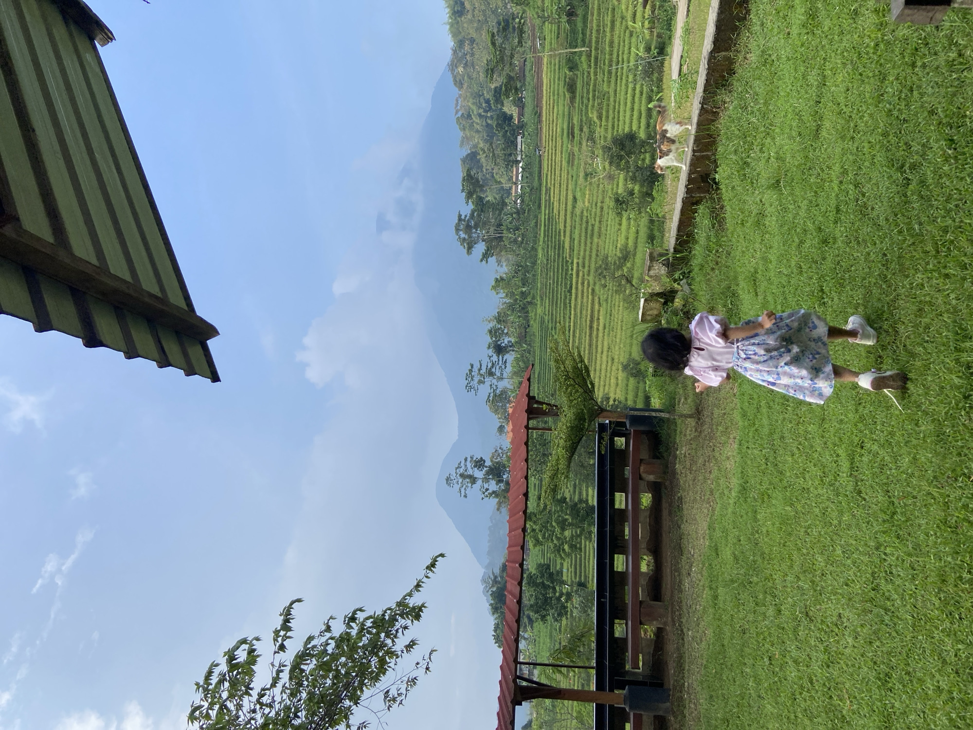 The scene captures a view from what appears to be a viewing platform or patio in Penanggungan, Indonesia. A young child in a dress is running on a grassy area. Beyond the grass, terraced rice paddies stretch into the distance, with mountains looming in the background. Above, a partly cloudy sky is visible. The image also includes a glimpse of a green roof structure on the left and a partially visible open structure with a red roof. A cat is seen walking on a stone wall.