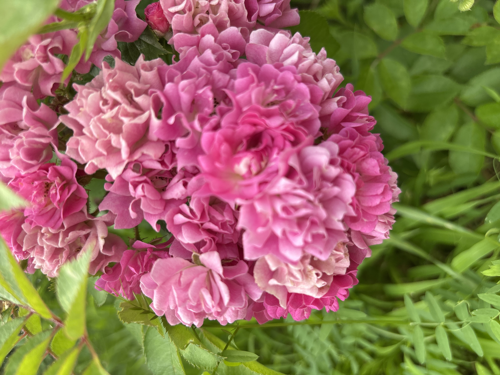 A cluster of vibrant pink roses is the focal point of this close-up, outdoor photograph. The roses are densely packed, with many delicate petals creating a ruffled texture. The flowers exhibit a gradient of pink hues, from deep fuchsia to lighter shades. Surrounding the roses are lush green leaves and blades of grass, suggesting a garden or natural setting. The background is softly blurred, emphasizing the detail and color of the roses. There are no people or animals visible in the image. The overall impression is one of natural beauty and vibrant floral life. This image is not identifiable as being located in the city of Sochi, Russia.