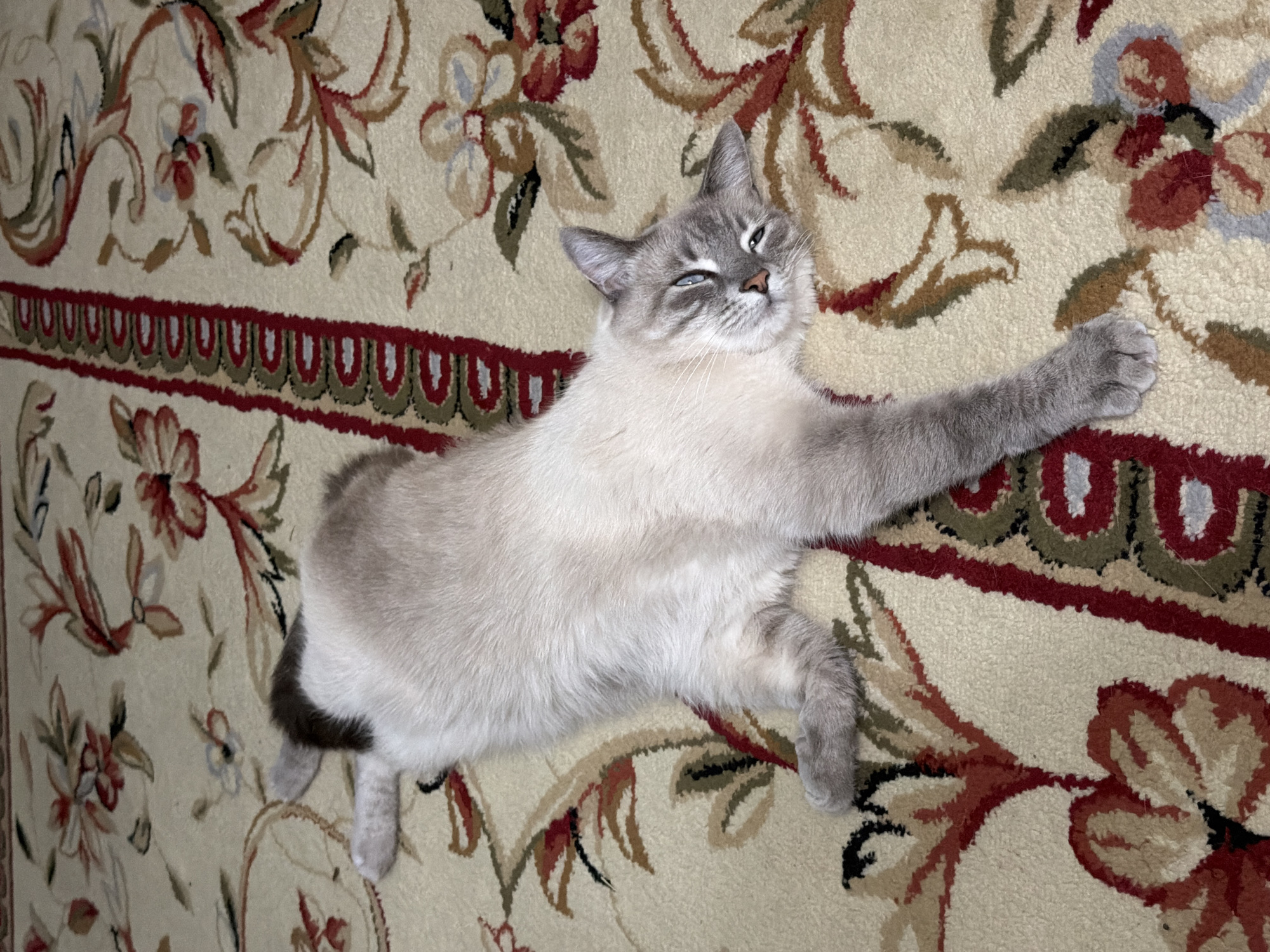 A light brown and grey cat is lying on its back on a cream-colored oriental rug with a floral pattern. The cat is facing the viewer with its eyes closed. The rug has a border with a red, green, and black pattern. The image appears to have been taken indoors. The location in the city of Pittsburgh, United States of America is not discernible from the image.