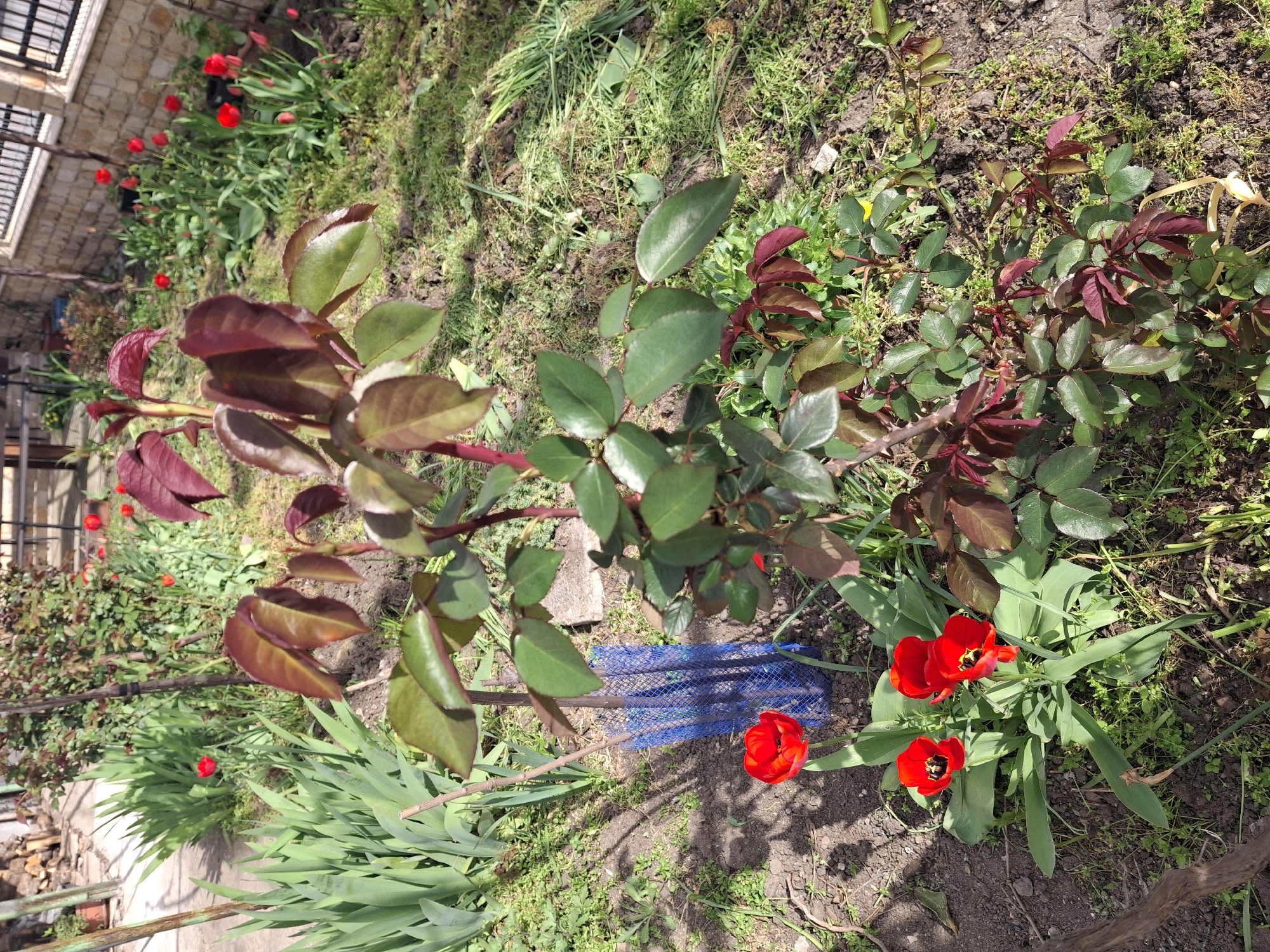 The image shows a garden in Unknown, Unknown. In the foreground are two rose bushes, one with predominantly green leaves and the other with reddish-brown leaves. Among the rose bushes are several red tulips in bloom. A piece of blue netting is also visible in the garden bed. The ground is covered with grass and other greenery. In the background, a stone building is partially visible, and more red tulips can be seen. The scene is bathed in sunlight.