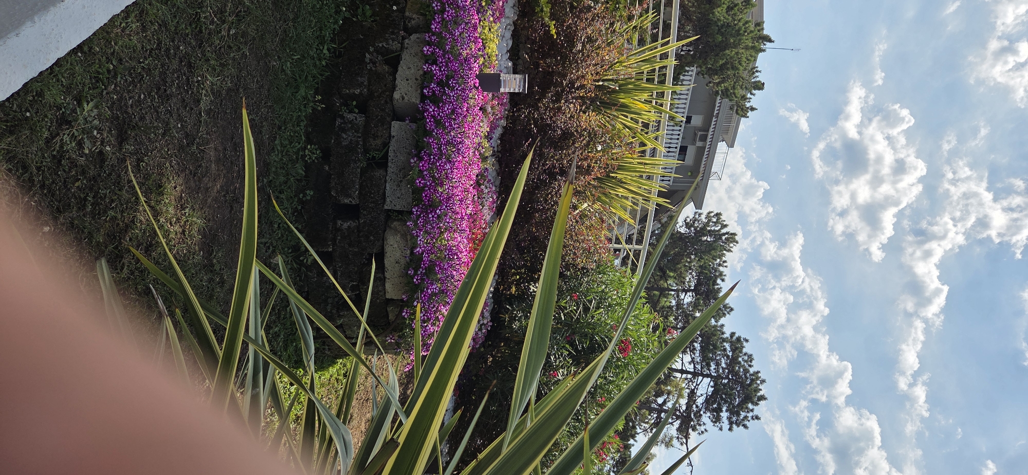 The image depicts a sunny outdoor scene featuring a meticulously maintained garden. In the foreground, a large plant with long, variegated green and yellow leaves partially obstructs the view. Behind it, a raised garden bed is filled with a dense carpet of small, vibrant purple flowers, bordered by a low retaining wall constructed from weathered, dark-colored bricks. A small, modern-style outdoor lamp with a rectangular shade stands on the edge of the flower bed.
Beyond the flower bed, various shrubs and plants create a lush backdrop. Some of these are leafy and green, while others, like the prominent spiky plants with striped leaves, add texture and height. In the middle ground, a white railing runs horizontally across the frame, separating the garden from a building. This structure, with its white balustrades and grey facade, appears to be a multi-story building, possibly a hotel or residential property, with windows and an air conditioning unit visible.
The background consists of mature trees with dense green foliage, including pines, suggesting a temperate climate. The sky above is a clear blue, punctuated by fluffy white cumulus clouds, indicating fair weather. The overall impression is one of a well-kept, possibly resort-style, outdoor area, consistent with the picturesque coastal environment of Lignano Sabbiadoro, Italy. The lighting suggests it is daytime, likely late morning or early afternoon, given the bright sunlight and distinct shadows. There are no people visible in the frame.