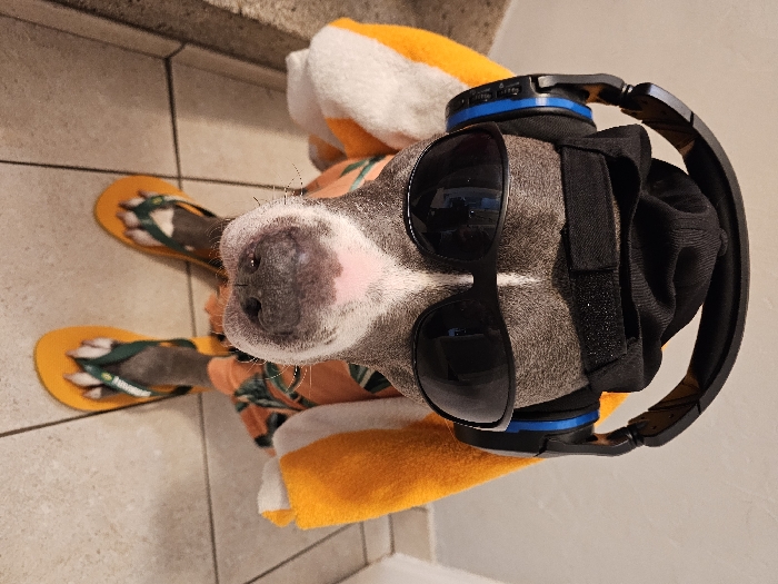 An upright, full-body portrait photograph depicts a grey and white short-haired dog, resembling a pit bull type, standing on a tiled floor indoors within Esch-sur-Alzette, Luxembourg. The dog is accessorized with human apparel: a black baseball cap worn backward, black over-ear headphones with blue trim positioned over its ears and cap, and dark-lensed sunglasses obscuring its eyes. Its body is covered by an orange garment featuring a green tropical leaf pattern. A white and orange striped towel is draped over its shoulders. Each of the dog's four paws is fitted with a yellow flip-flop, distinguished by green straps bearing the 'Havaianas' brand logo. The background consists of light-colored square floor tiles with dark grout lines, a plain light wall section, and a darker, textured ledge on the left.