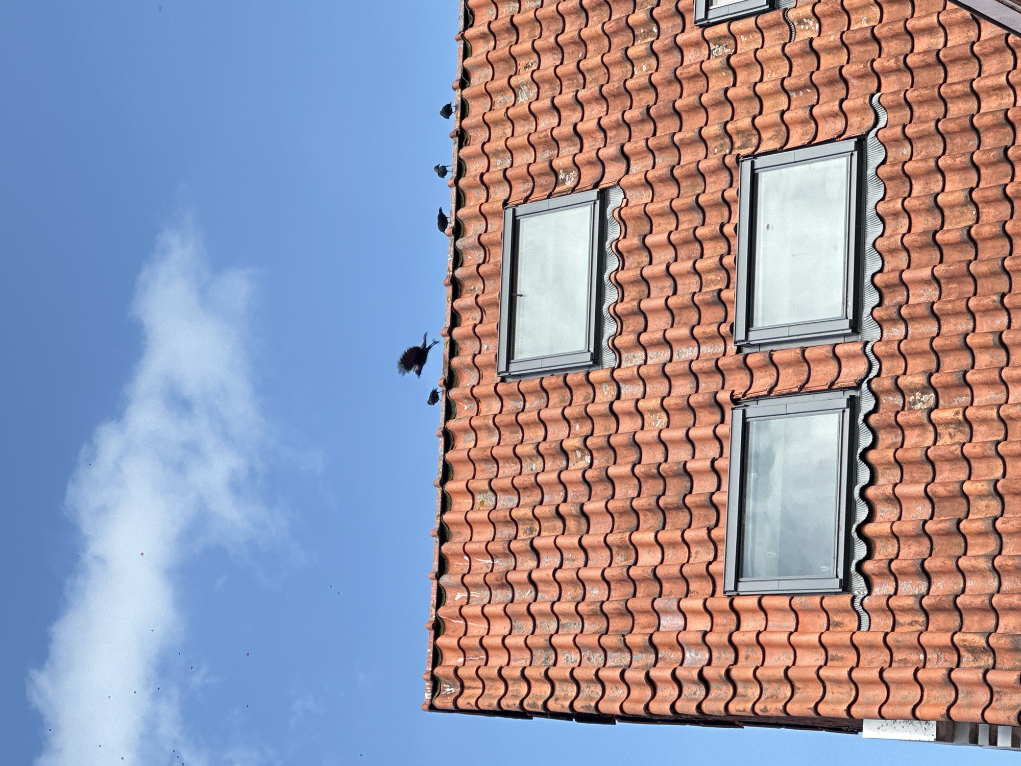 In Amsterdam, Netherlands, an upward shot captures a portion of a red-tiled roof against a clear blue sky with scattered clouds. Several birds are visible on the roof's ridge, with one bird in mid-flight to the left of the center. Two skylight windows are integrated into the tiled surface.