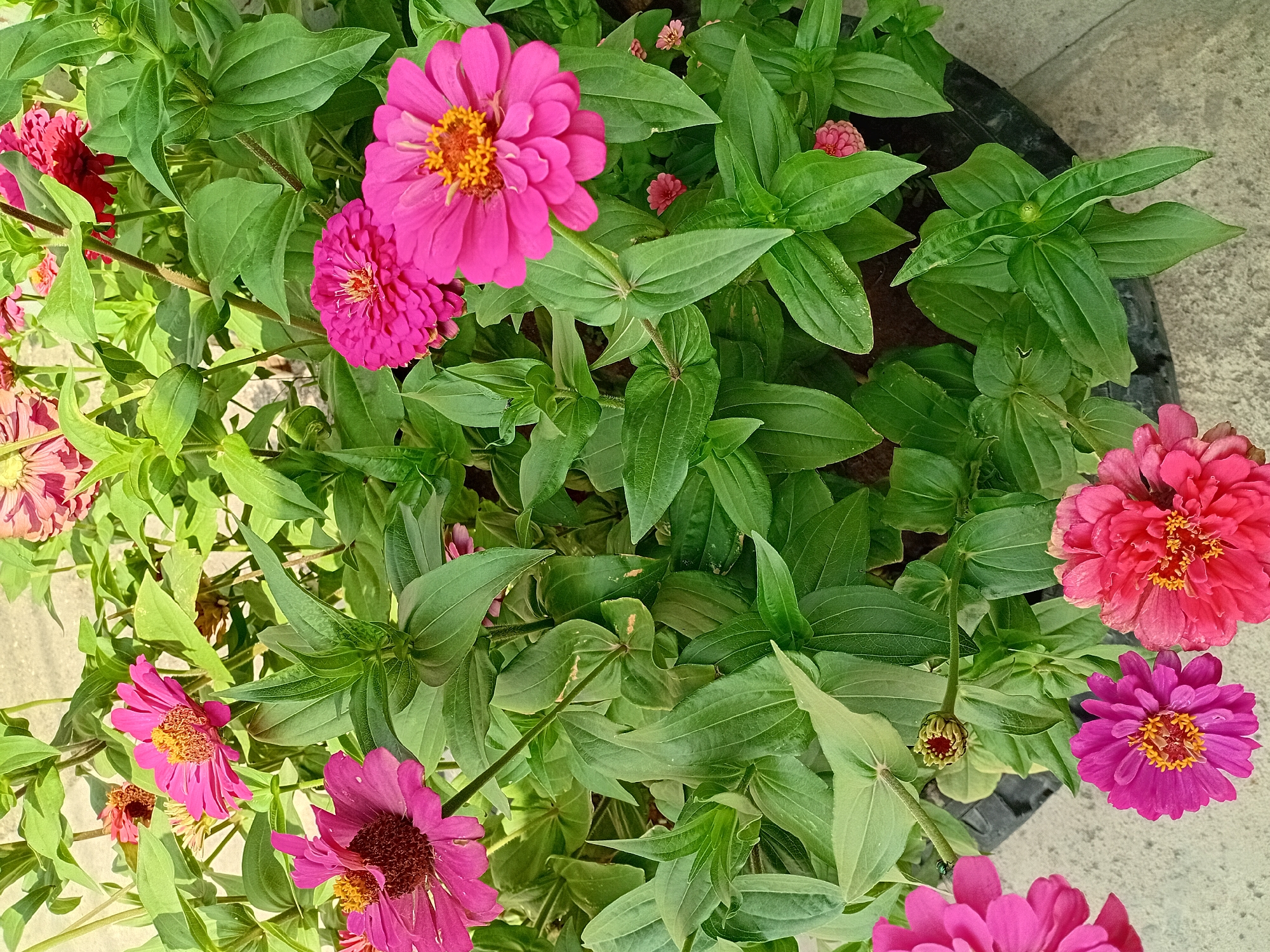 A high-angle, close-up shot captures a vibrant display of pink and red zinnias in full bloom, nestled within a dark, round planter. The flowers are the primary focus, their intricate petals and bright yellow centers commanding attention. Lush, green foliage surrounds the blooms, creating a dense backdrop. The flowers are in various stages of development, with some fully open and others still in bud. The planter sits on a light-colored, textured surface, possibly concrete. The overall impression is one of natural beauty and flourishing plant life. This scene is located in the city of Semey, Kazakhstan, specifically in a garden setting.