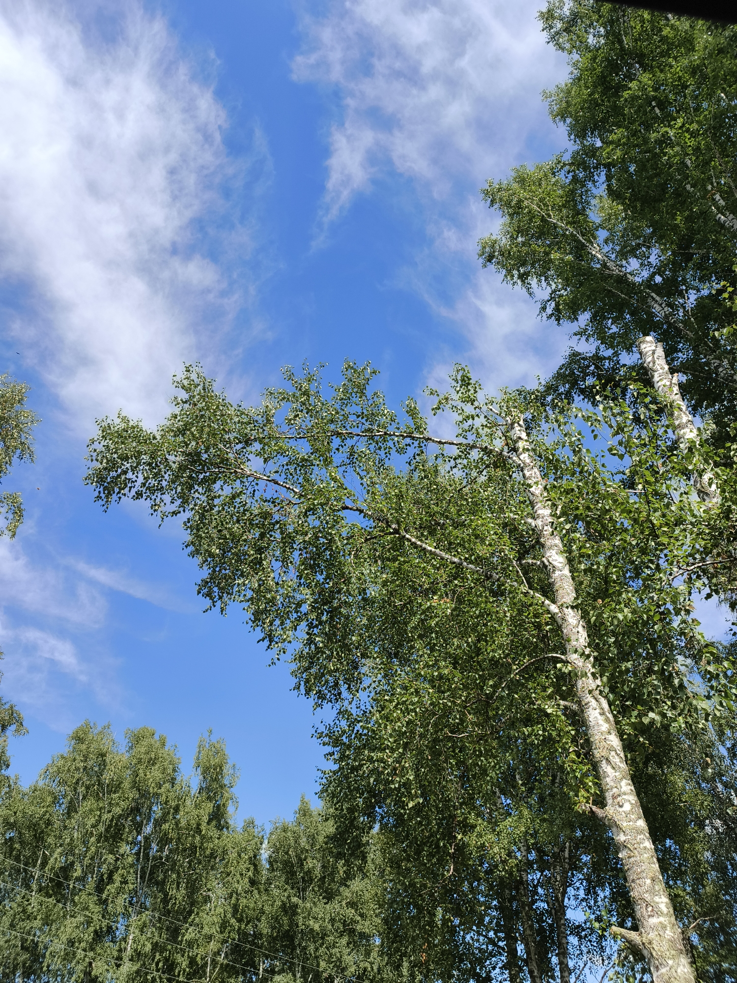 The image captures a low-angle view looking up at a bright blue sky with scattered white clouds. Several tall trees, characterized by their white, peeling bark and abundant green leaves, dominate the frame. The branches of these trees arch upwards, creating a canopy against the sky. In the background, a dense line of trees with dark green foliage stretches across the lower portion of the image. The scene appears to be outdoors, possibly in a park or a wooded area within the city of Unknown, Unknown. No people are visible in the image, and no specific actions or interactions are depicted. The lighting suggests it is daytime, with the sun illuminating the scene from above.