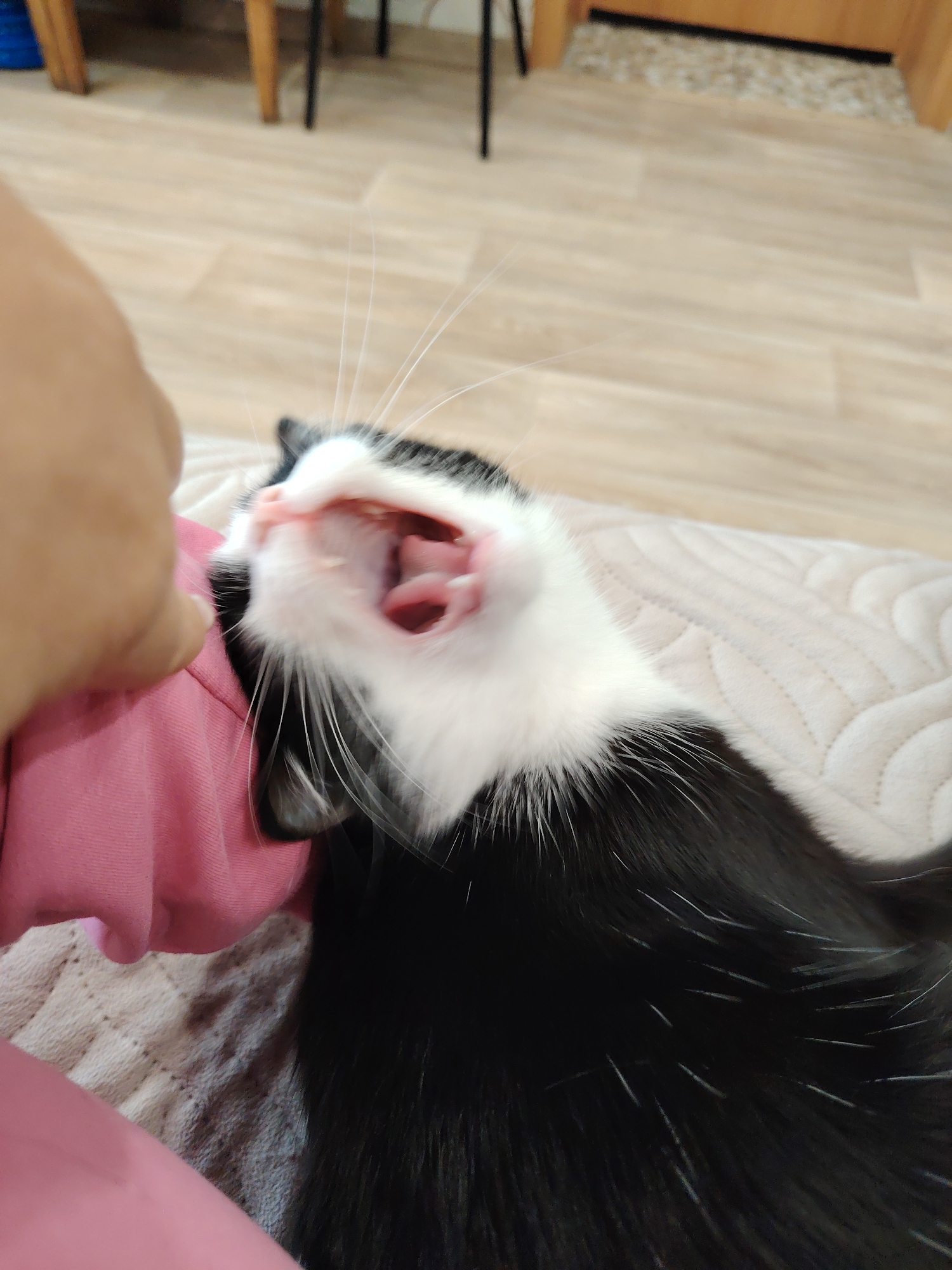 A close-up shot shows a black and white cat lying on a beige quilted surface, with its mouth wide open, revealing its pink tongue and teeth. A person wearing a pink shirt appears to be holding the cat or interacting with it. The background is blurred, showing a wooden floor and furniture legs. The location is unknown.