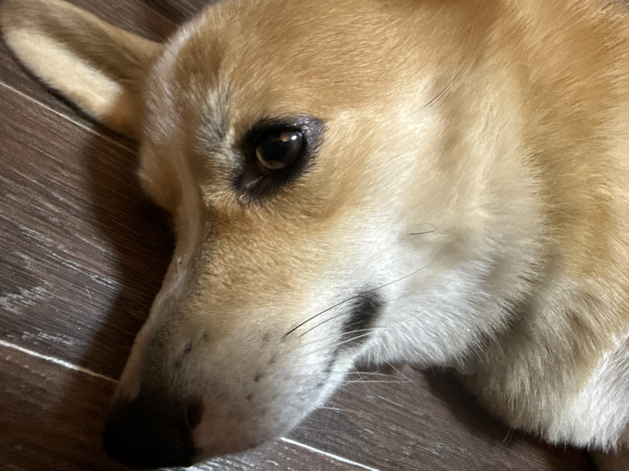 A close-up shot of a light brown and white dog lying on a dark wood-patterned surface. The dog's head is angled to the left, with its ear visible on the upper left. The dog has a dark nose and a visible eye with a dark pupil. The fur around the muzzle and neck is lighter in color. The background is out of focus. There is no information to suggest this image was taken in Votkinsk, Russia.