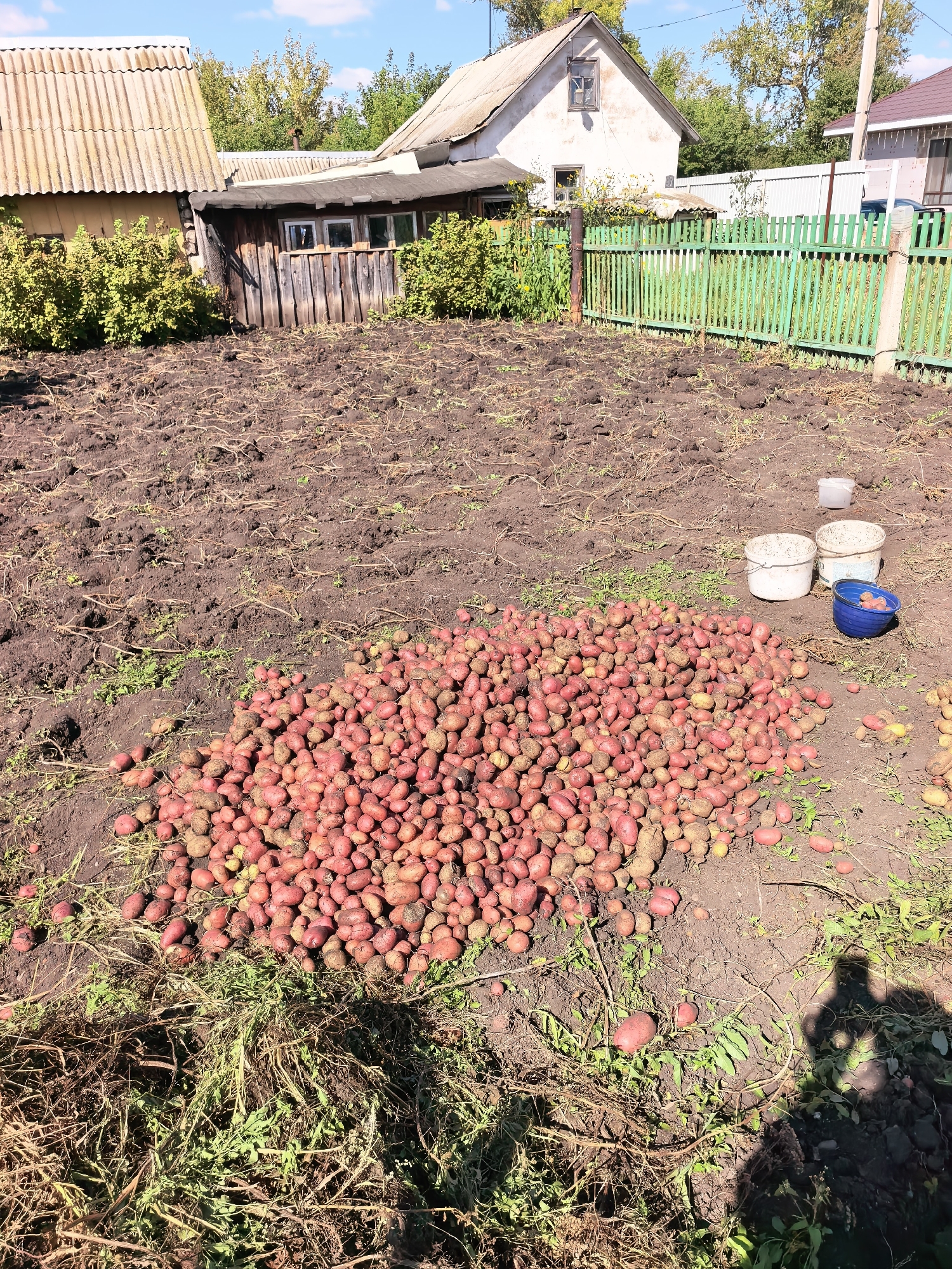 A pile of freshly harvested potatoes lies on the dark soil of a rural yard. The potatoes are mostly red-skinned, with some yellow ones mixed in. In the background, there is a weathered wooden shed with a corrugated roof and a white house with a grey roof. A green wooden fence runs along the right side of the image, bordering the property. Three buckets, one blue and two white, are placed near the pile of potatoes, possibly for collecting them. The ground is mostly bare earth, with some dry grass and scattered potato plants. The scene suggests a harvesting activity in a backyard or small farm setting.