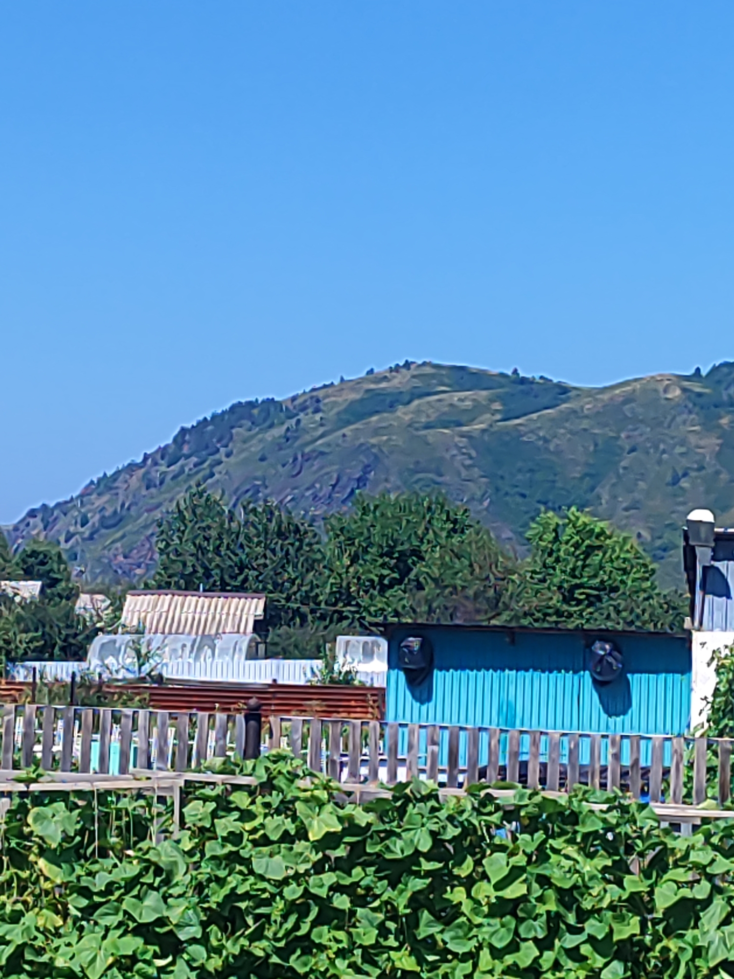 The image depicts a rural scene under a clear blue sky, featuring a lush green garden in the foreground. A wooden fence separates the garden from a blue building with two circular objects mounted on its side. Beyond the building, several greenhouses and structures with corrugated roofs are visible, surrounded by trees. In the background, a large, undulating mountain covered in sparse vegetation rises above the treeline. The scene is characteristic of the outskirts of Ridder, Kazakhstan, a city known for its mountainous terrain and agricultural activities.