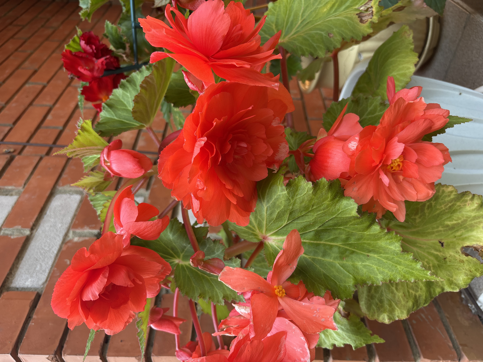A close-up shot of bright red begonia flowers, with vibrant green leaves, is presented against a backdrop of a red brick wall. The flowers are lush and full, with layered petals and some showing delicate yellow stamens at their centers. A few buds are also visible, hinting at more blooms to come. The leaves are large and textured, with serrated edges. The overall impression is one of natural beauty and vibrancy. The scene appears to be in a garden or on a balcony in the city of Kordovo, Russia, where potted plants are commonly displayed against building exteriors.