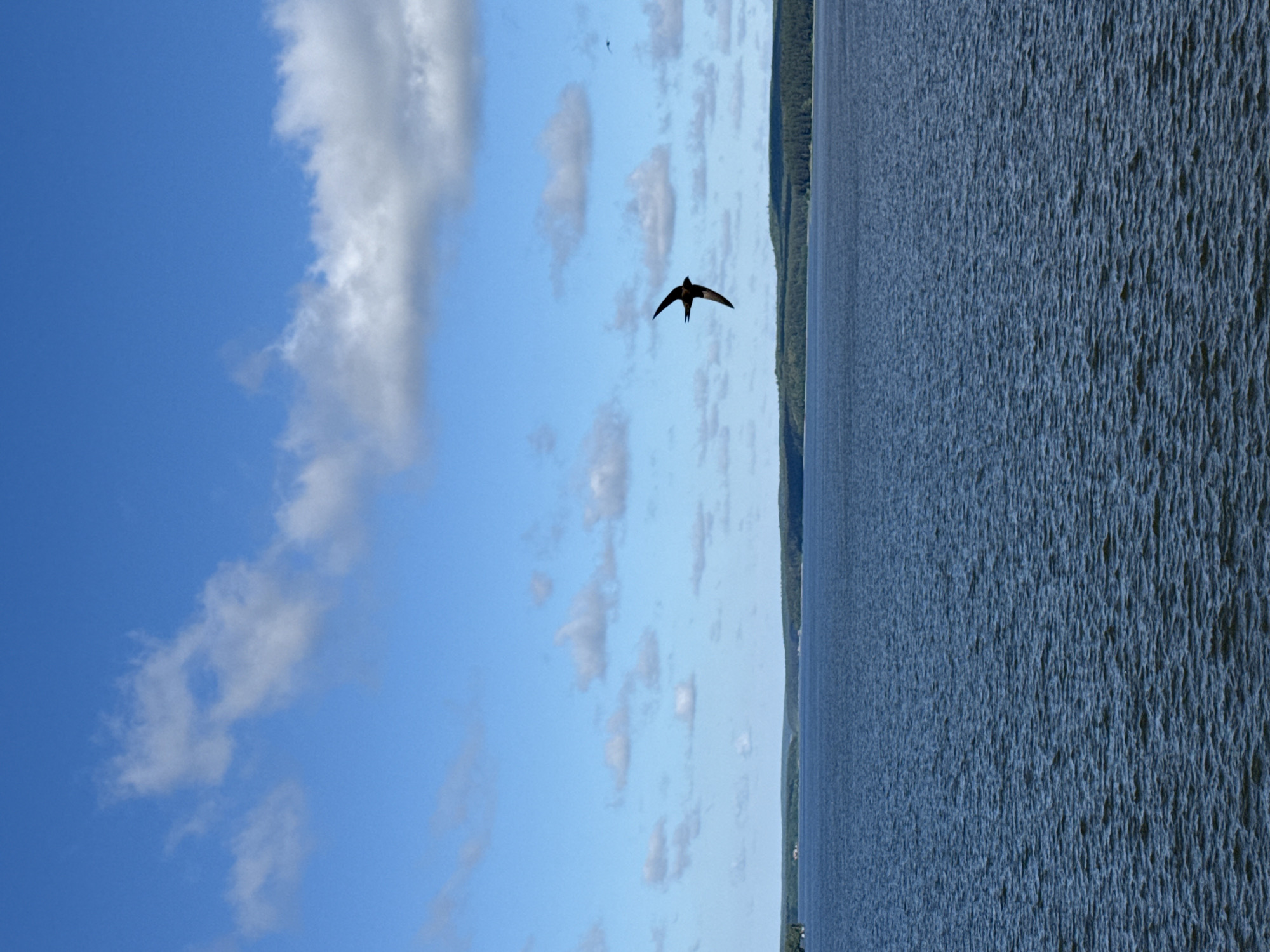A swift is captured in flight over a wide body of calm, dark blue water. The bird is silhouetted against a bright blue sky dotted with fluffy white clouds. In the distance, a lush green forest lines the far shore of the water, with a few scattered buildings visible on the left side of the frame. The horizon is low, with the sky occupying the majority of the image. The water exhibits a gentle ripple pattern. The scene evokes a sense of natural tranquility. This image is not located in Votkinsk, Russia.