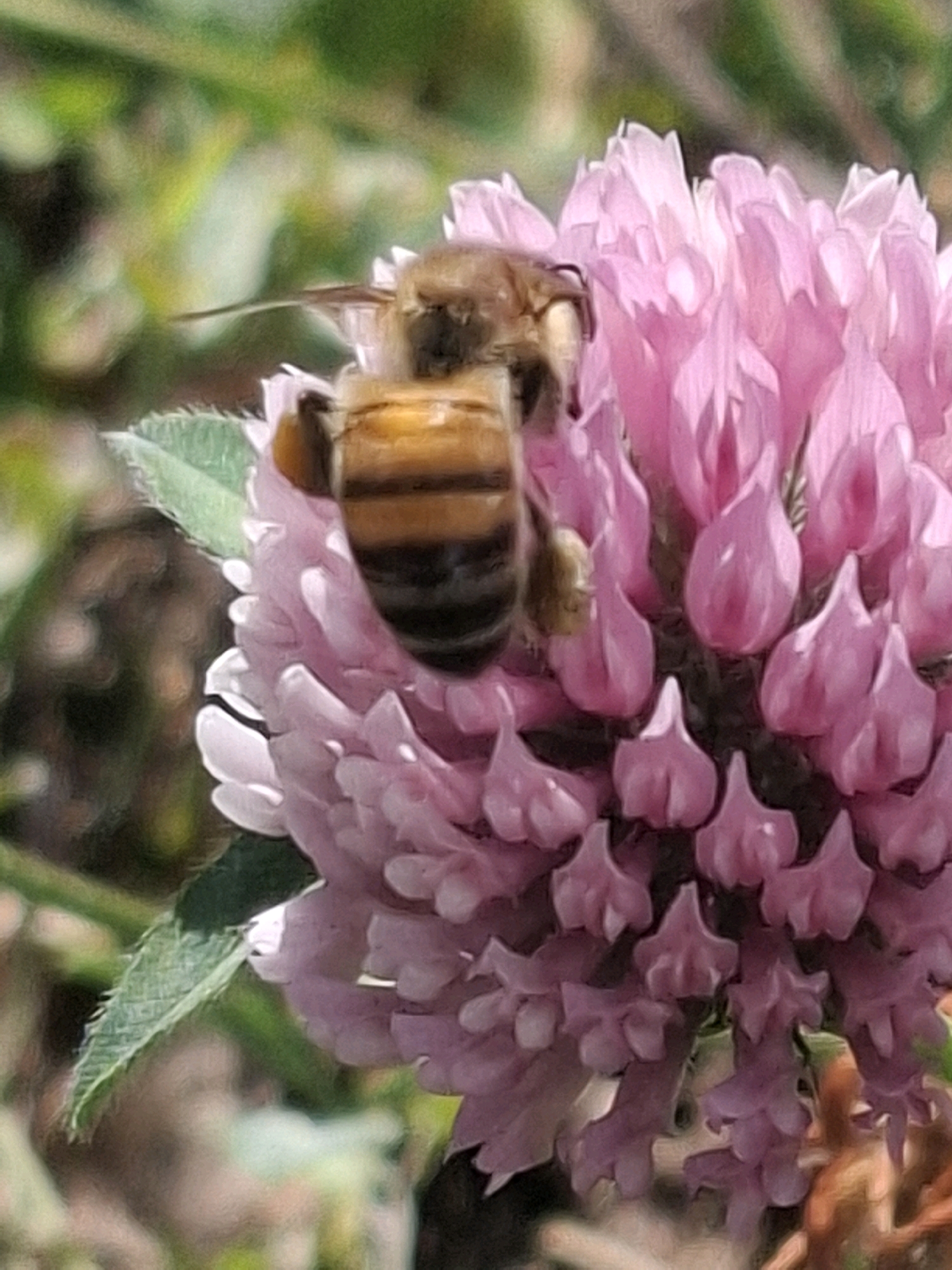 A close-up, slightly blurry photograph captures a bee with a yellow and black striped abdomen perched on a cluster of pink clover flowers. The bee is positioned on the right side of the frame, with its body mostly visible and its head turned slightly away from the camera. The clover flowers are a vibrant pink and appear to be in various stages of bloom, with some fully open and others still in bud. The background is a soft blur of green foliage and brown earth, suggesting an outdoor, natural setting. The image does not contain any elements that would allow for the identification of its specific location within the city of Almaty, Kazakhstan.