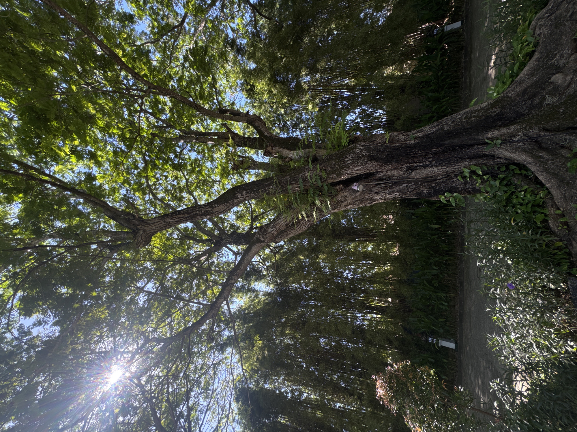 The image shows a large tree with an extensive canopy of green leaves and visible branches against a blue sky with sun shining through the leaves. The trunk is thick and textured. Surrounding the tree are other plants and bamboo. A path is visible. The location is Unknown, Unknown.