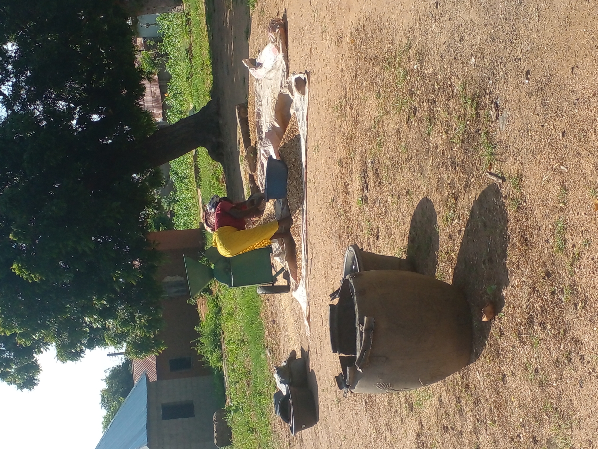 In an outdoor scene in Unknown, Unknown, a person wearing a red shirt and yellow pants is processing a pile of small grains on a white tarp. Behind the person, a green grain processing machine with wheels is visible. To the left of the machine, there are two dark buckets and some sacks. In the foreground, a large, dark, broken pot sits on the sandy ground, with a smaller dark bucket partially visible behind it. The environment includes sparse green vegetation, trees, and buildings with corrugated metal roofs in the background. The ground is predominantly sandy and dusty.