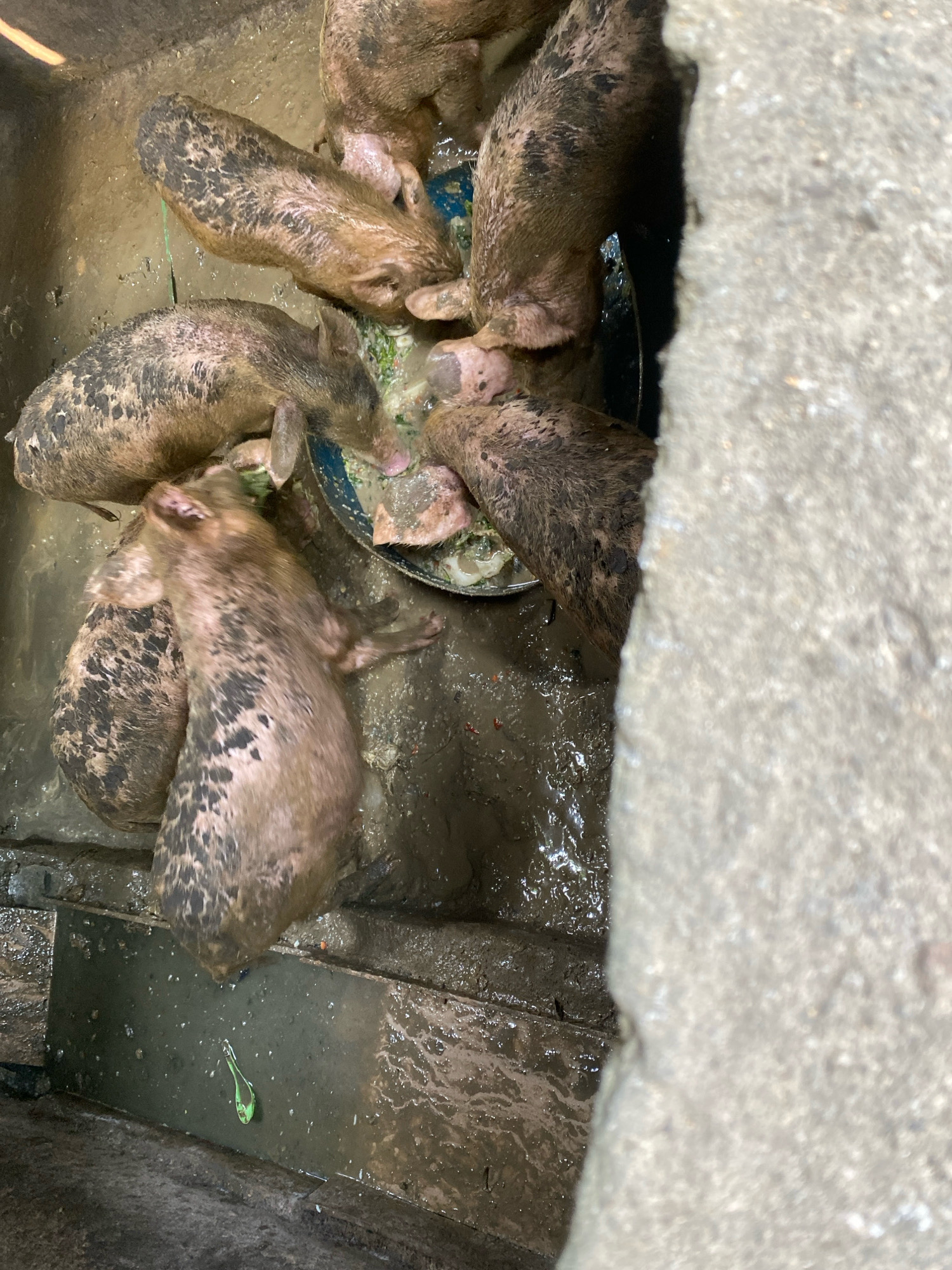 A group of piglets are eating from a blue trough filled with food in a muddy enclosure. The piglets are brown and spotted with mud, and their bodies are partially submerged in the muck. One piglet is on its side, reaching into the trough with its head. The enclosure has concrete walls and a concrete floor. The lighting is dim, suggesting an indoor or shaded area. The image appears to be taken from above, looking down into the enclosure.