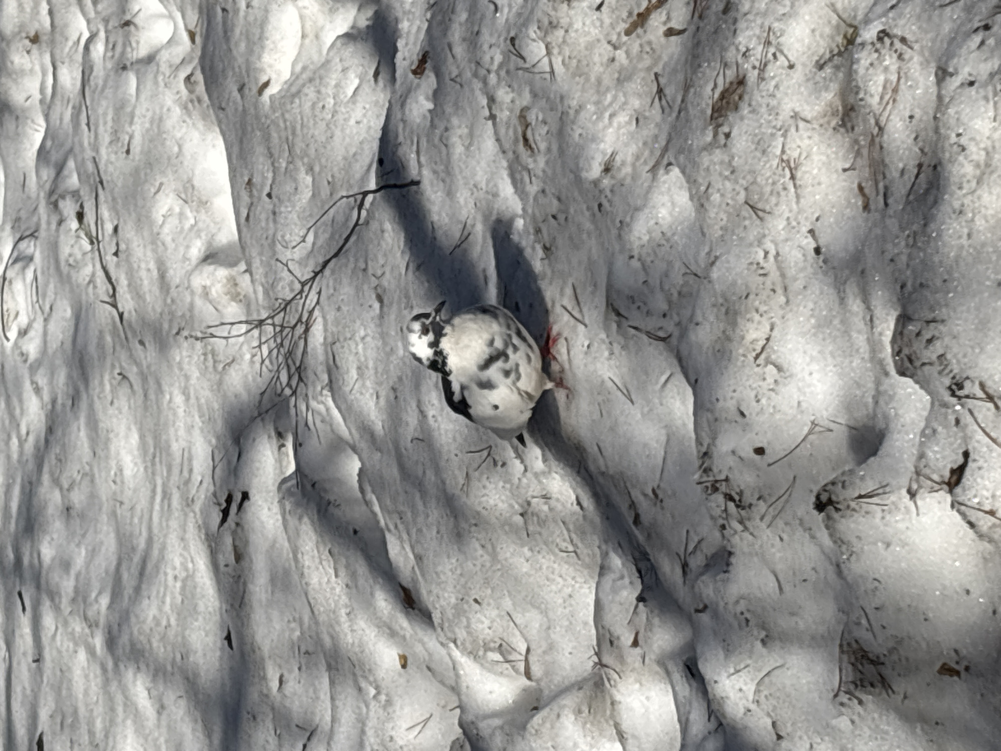 The image depicts a small, black-and-white bird lying in snow, with twigs and needles scattered nearby. The location is unspecified and details about people, subjects, objects, actions, and interactions are absent other than the presence of the bird in a snowy environment.